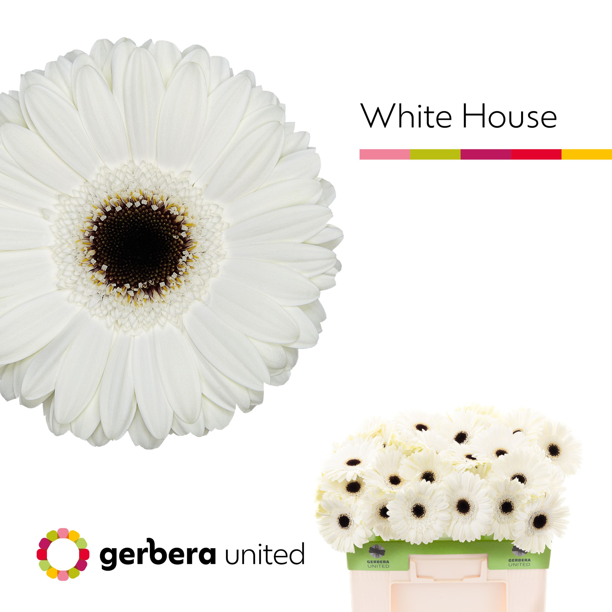 Гербера Вайт Хаус, шт.
