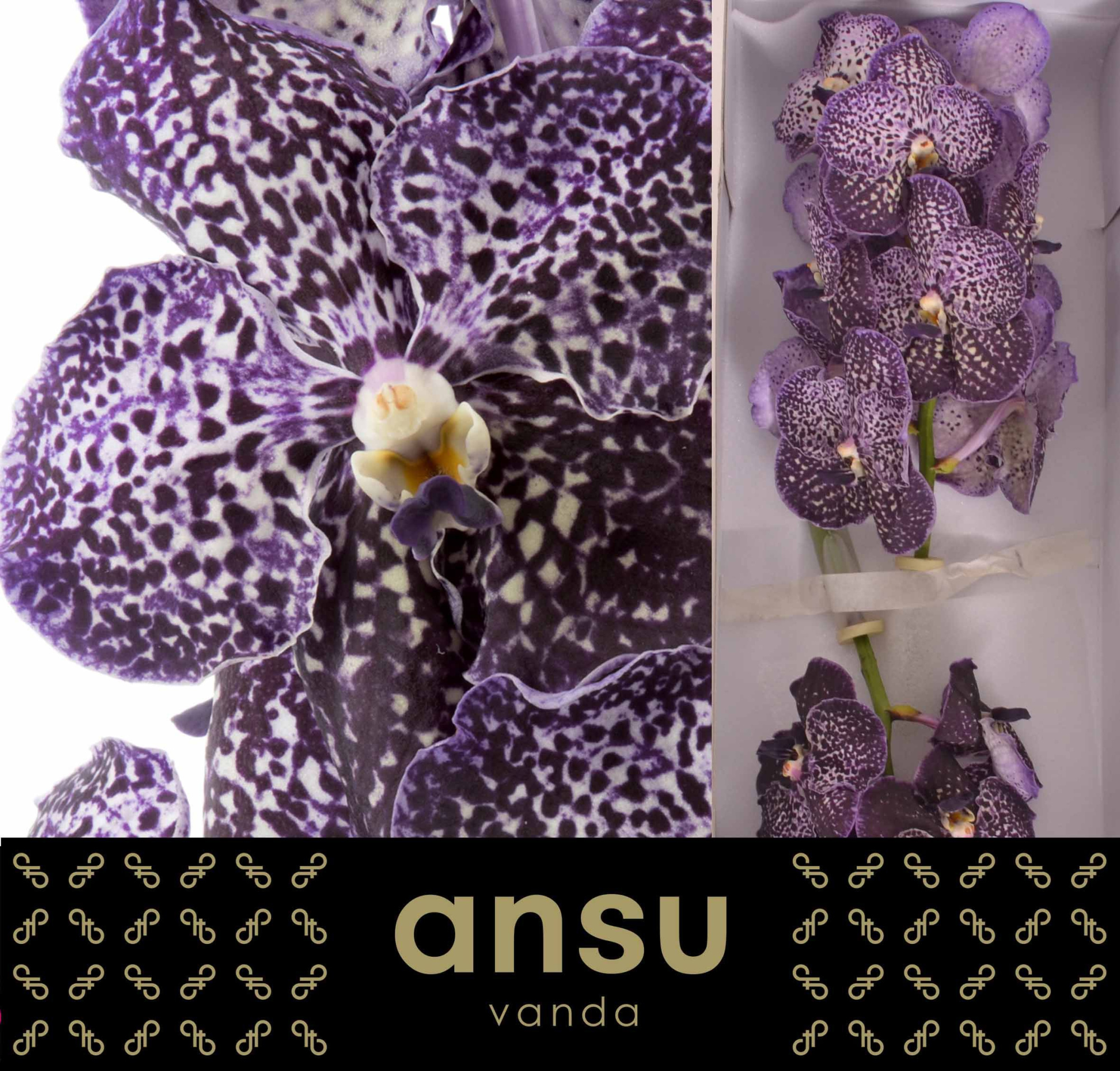 Ванда Сонанта Джефф Лезам x16, шт.