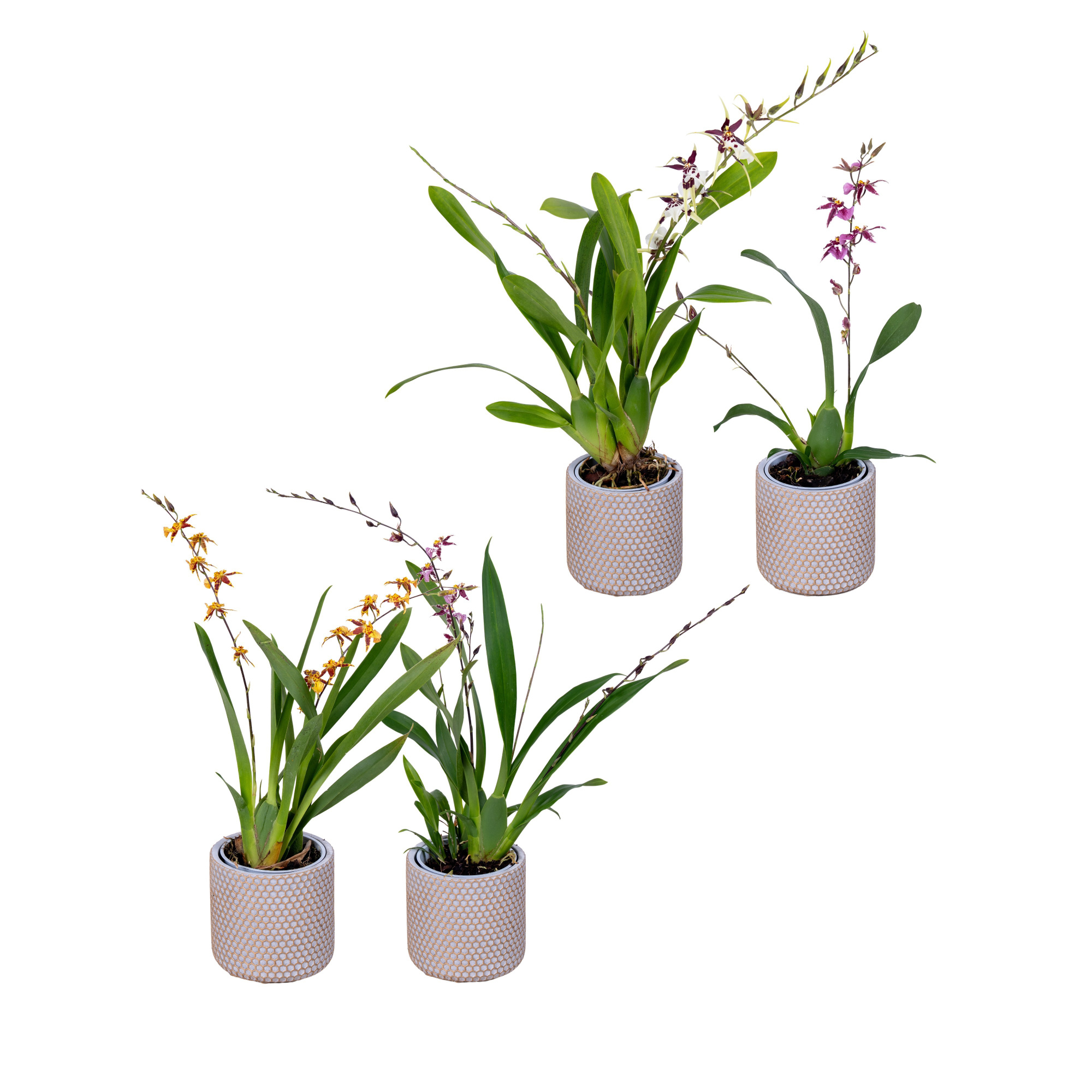 Titanium Treasure 2 tak in stenen pot, D 11