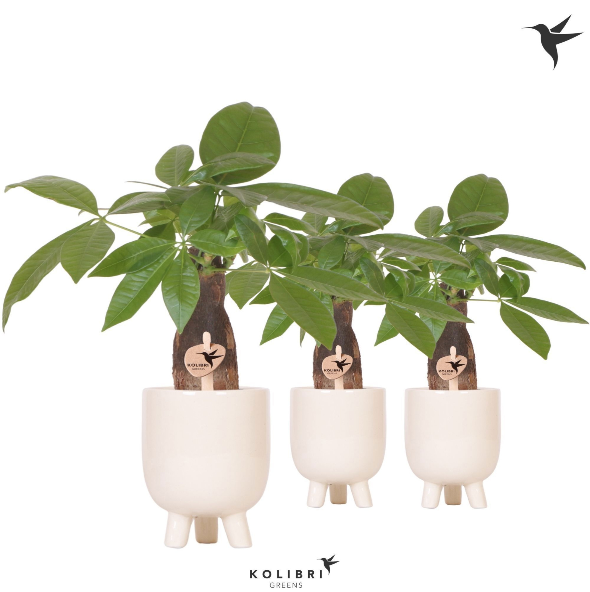 Kolibri Greens Pachira in Gummy pot travertine, D 9 cm