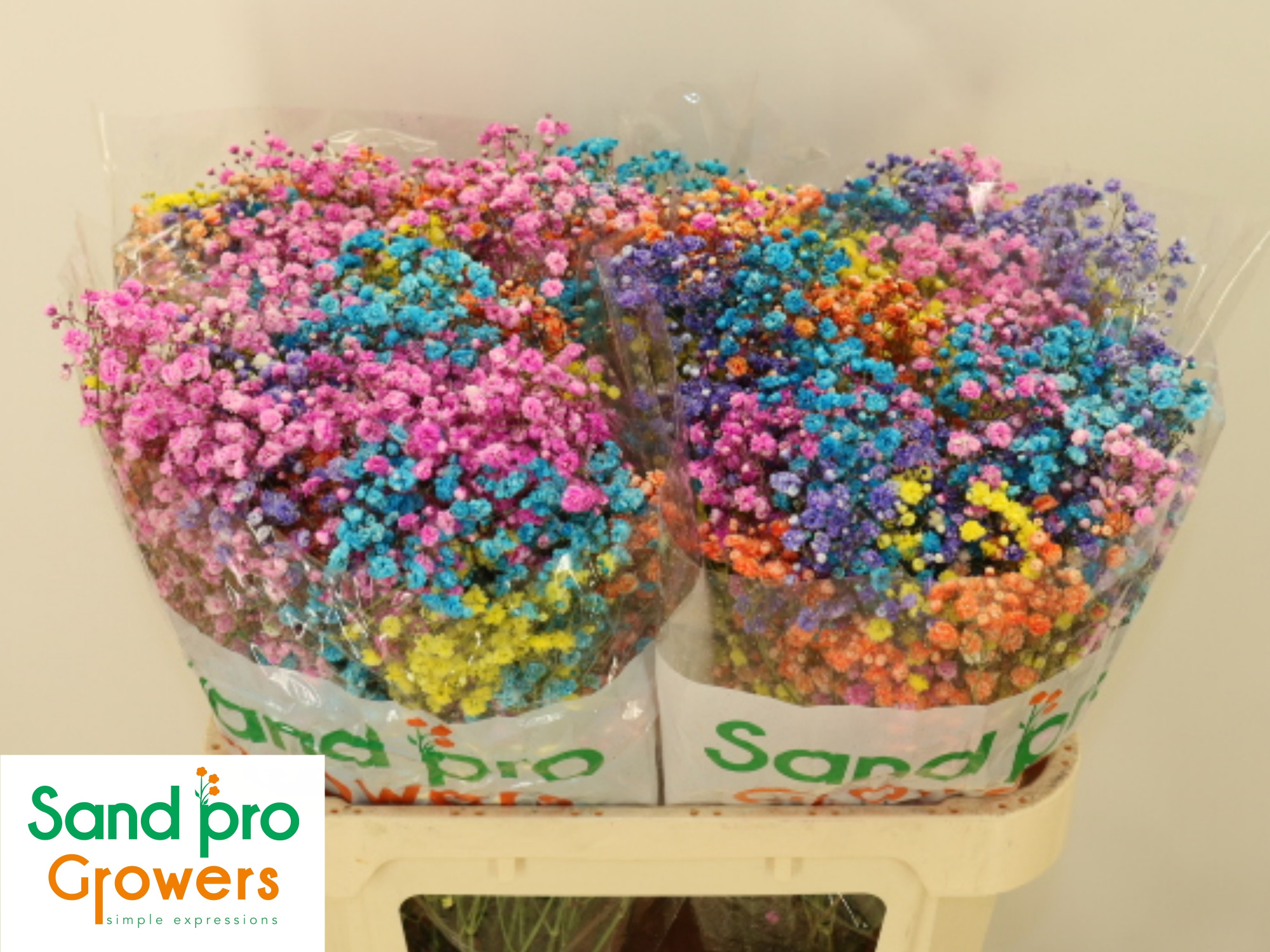 Гипсофила Овериг Крашеная (краш. ) 70, шт.