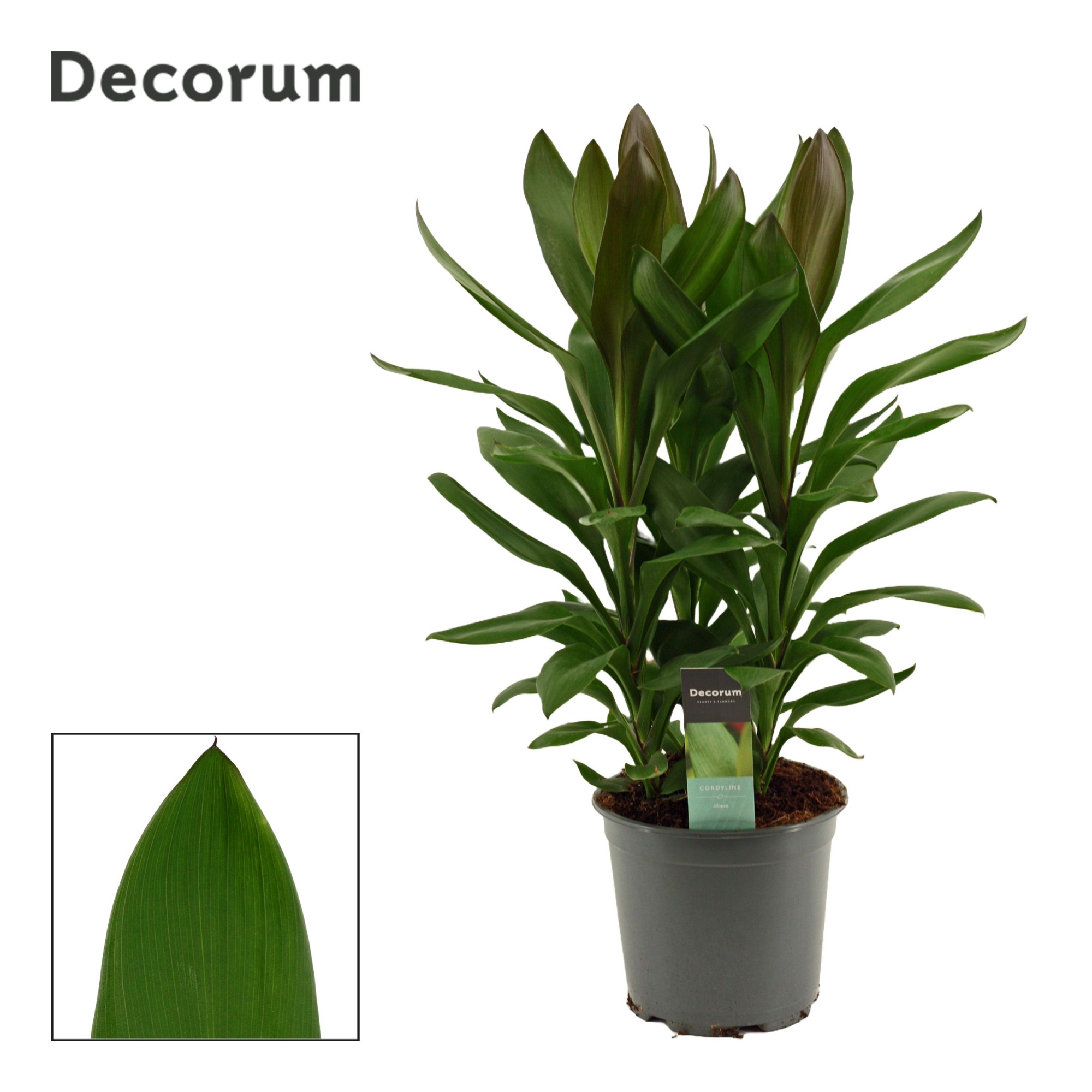 Cordyline Glauca Toef 19 cm (Decorum), D 19 cm