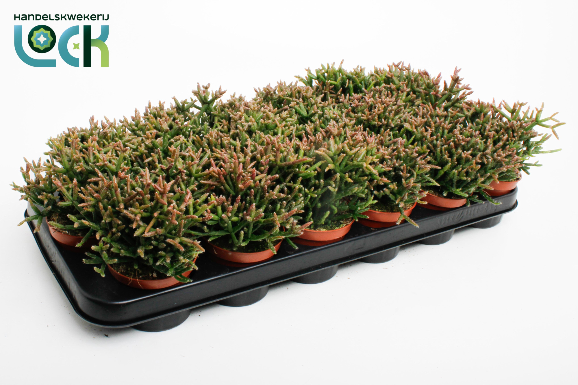 Rhipsalis Burchellii, D 8,5