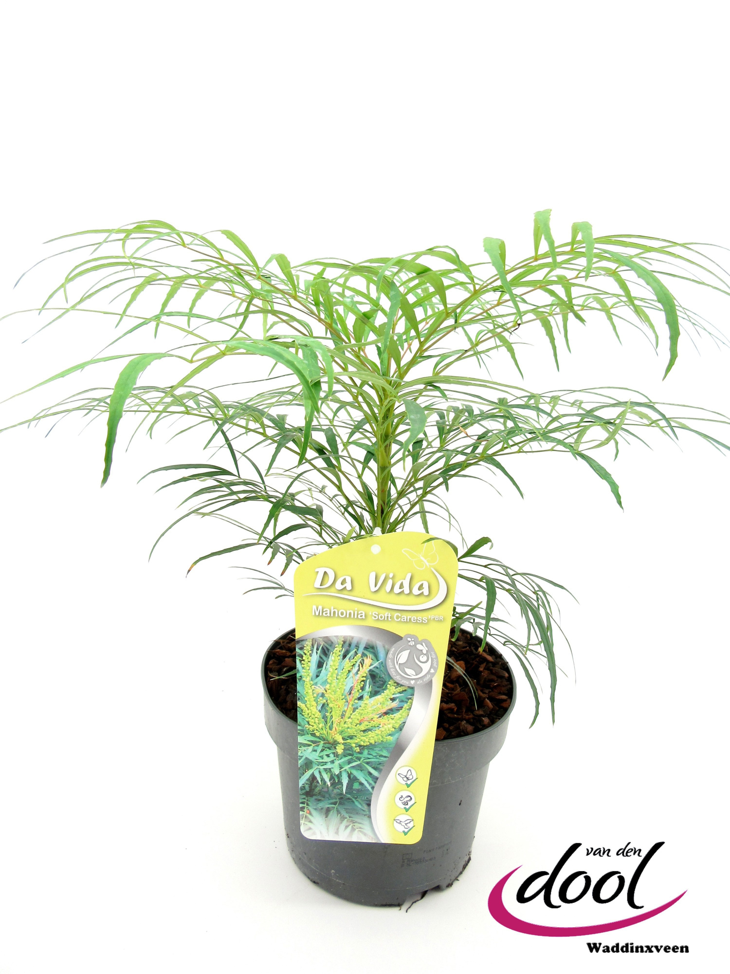 Mahonia eur. Soft Carress, D 19 cm