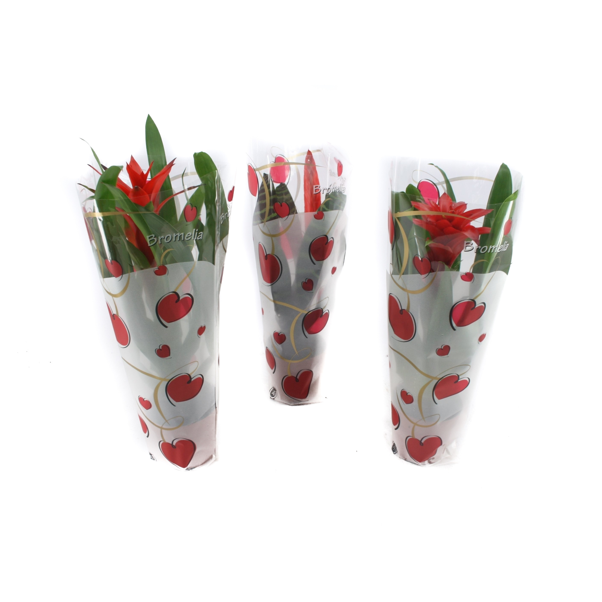 Bromelia Original mix in exclusieve hartenhoes, D 12 cm