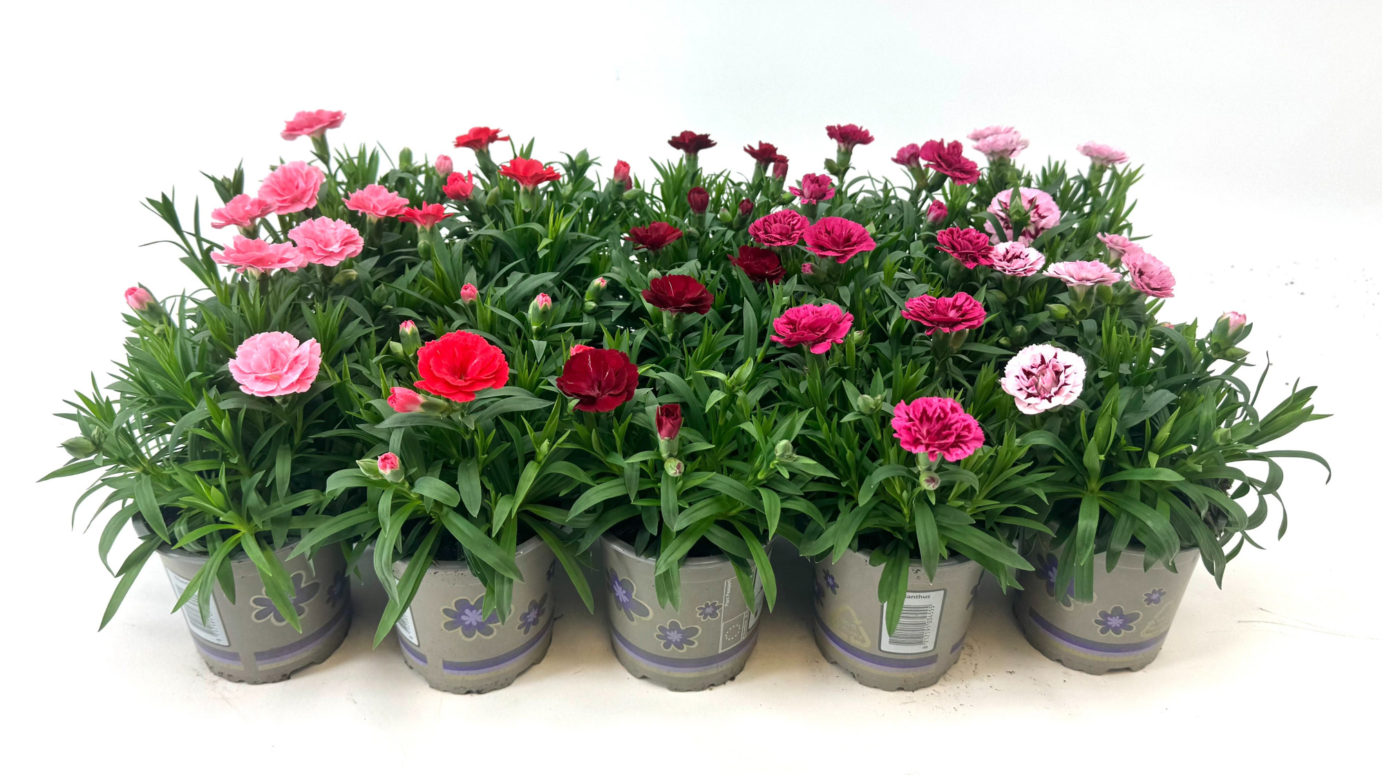 Dianthus 'Oscar' MIXLAAG 10.5cm, D 11