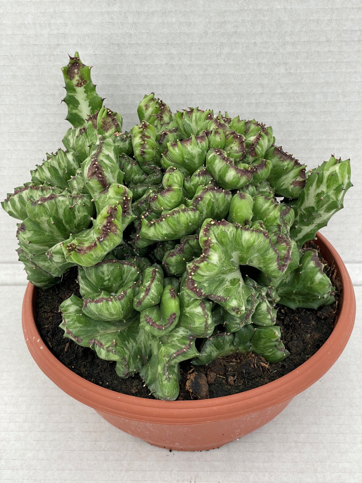 256 Lactea cristaat 23 cm, D 23 cm