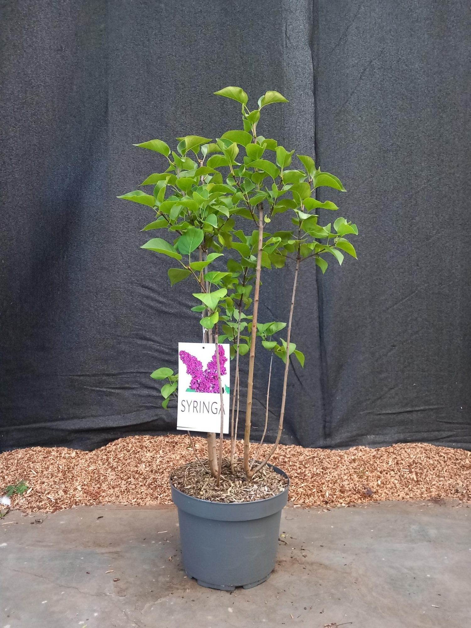 Syringa 'Ludwig Spath', D 29 cm