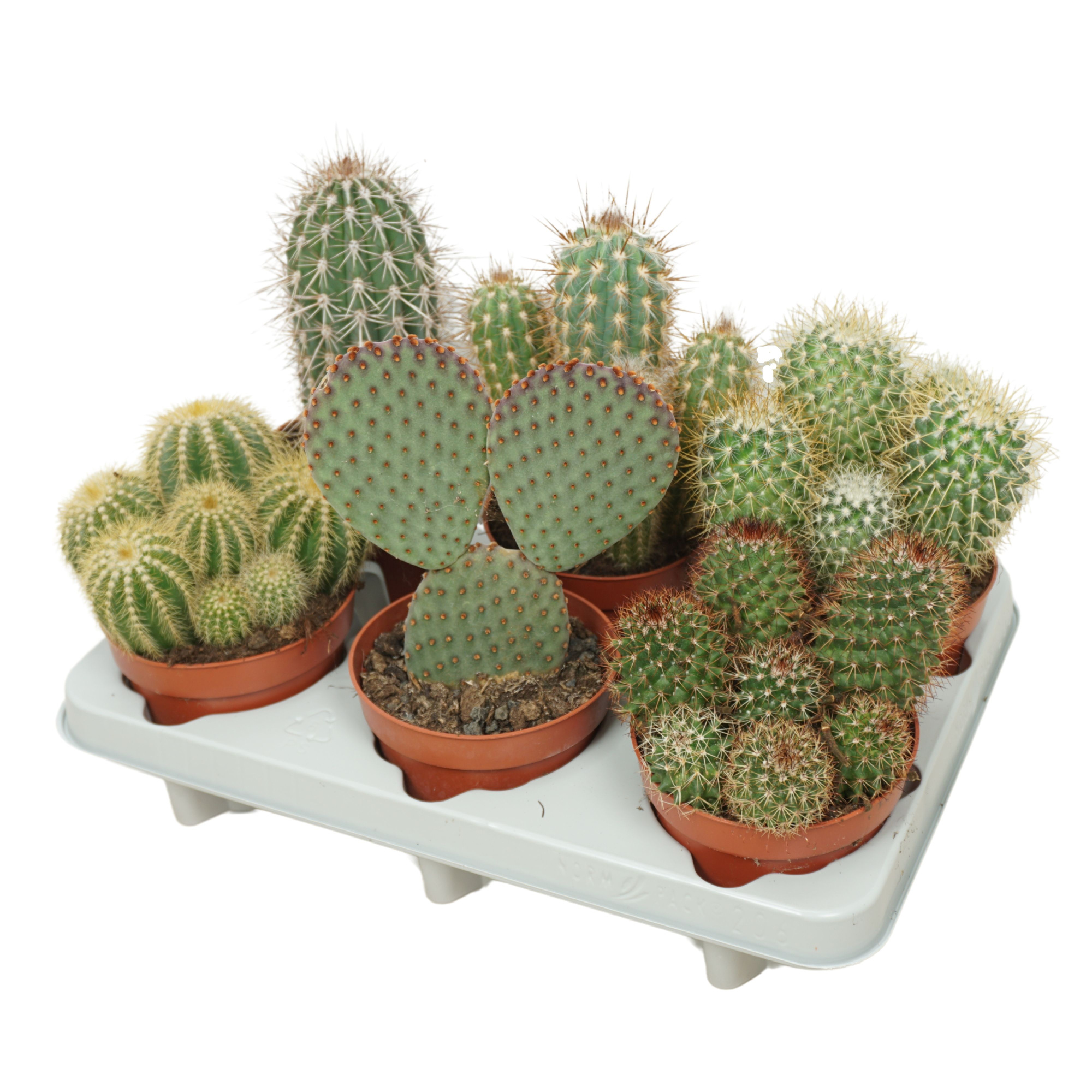 Cactus mix 12 cm in 206 fust, D 12 cm