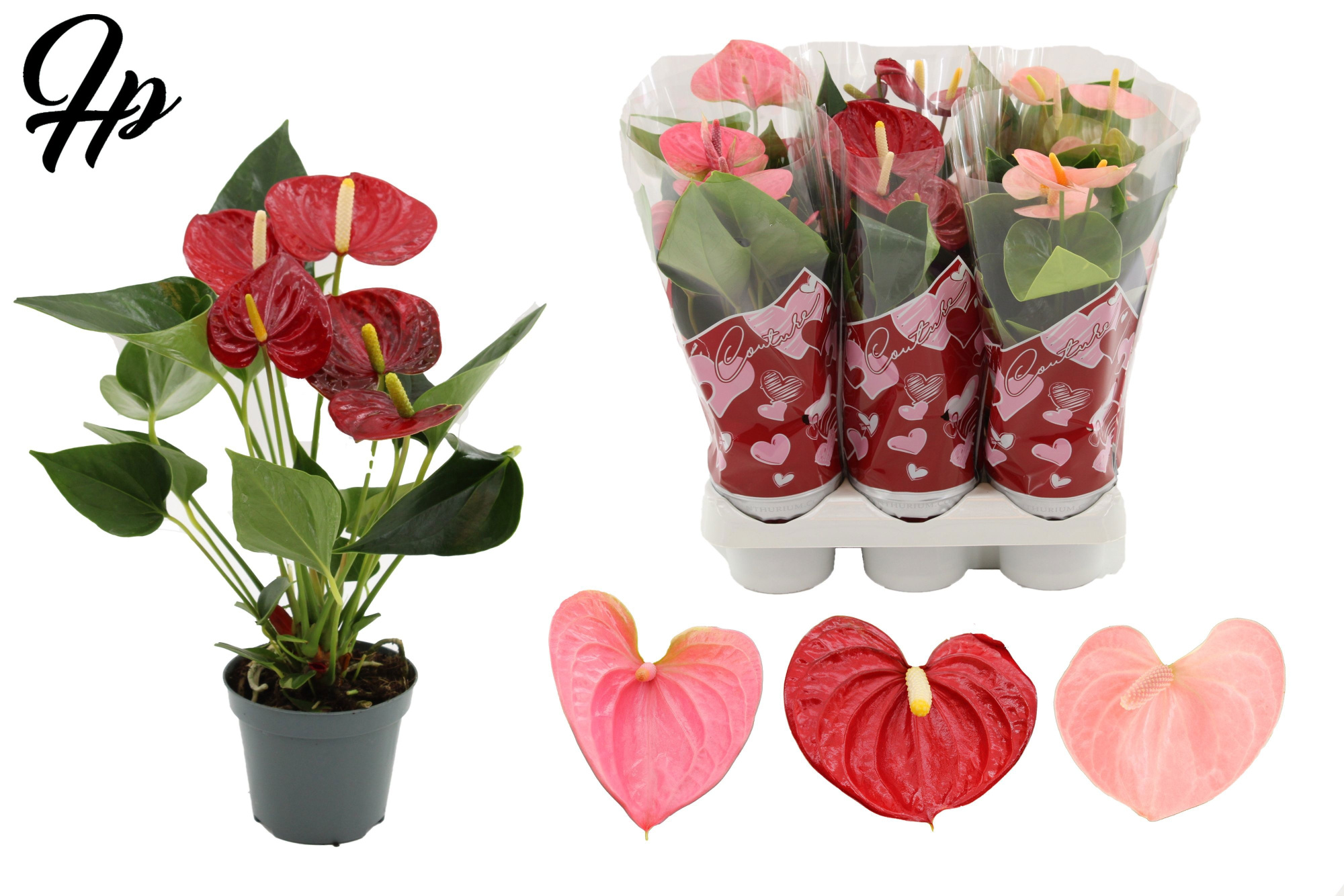 Anthurium 3 color mix in Couture hearts sleeve, D 9