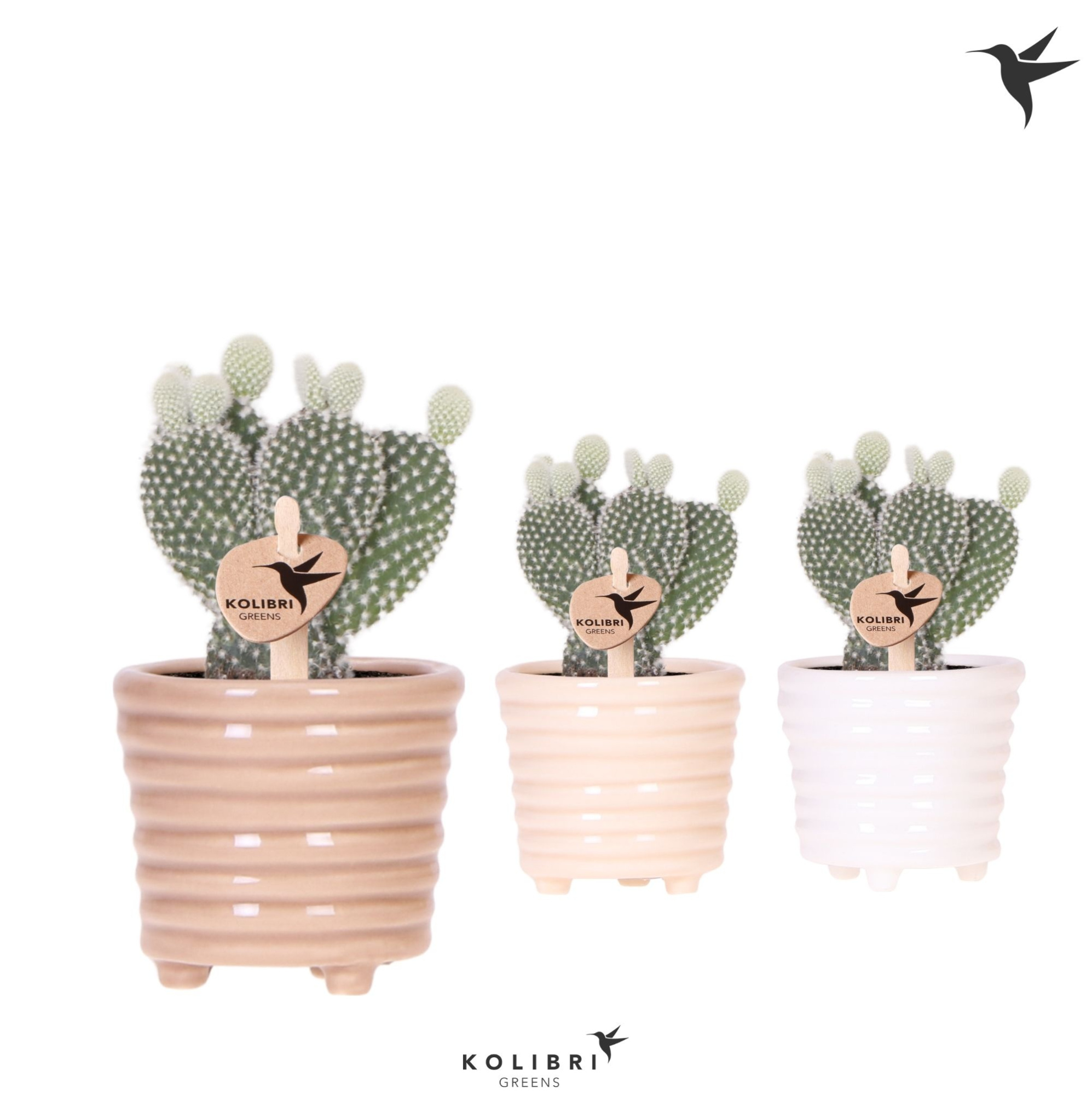 Kolibri Greens Opuntia white in Ring pot mix, D 6 cm
