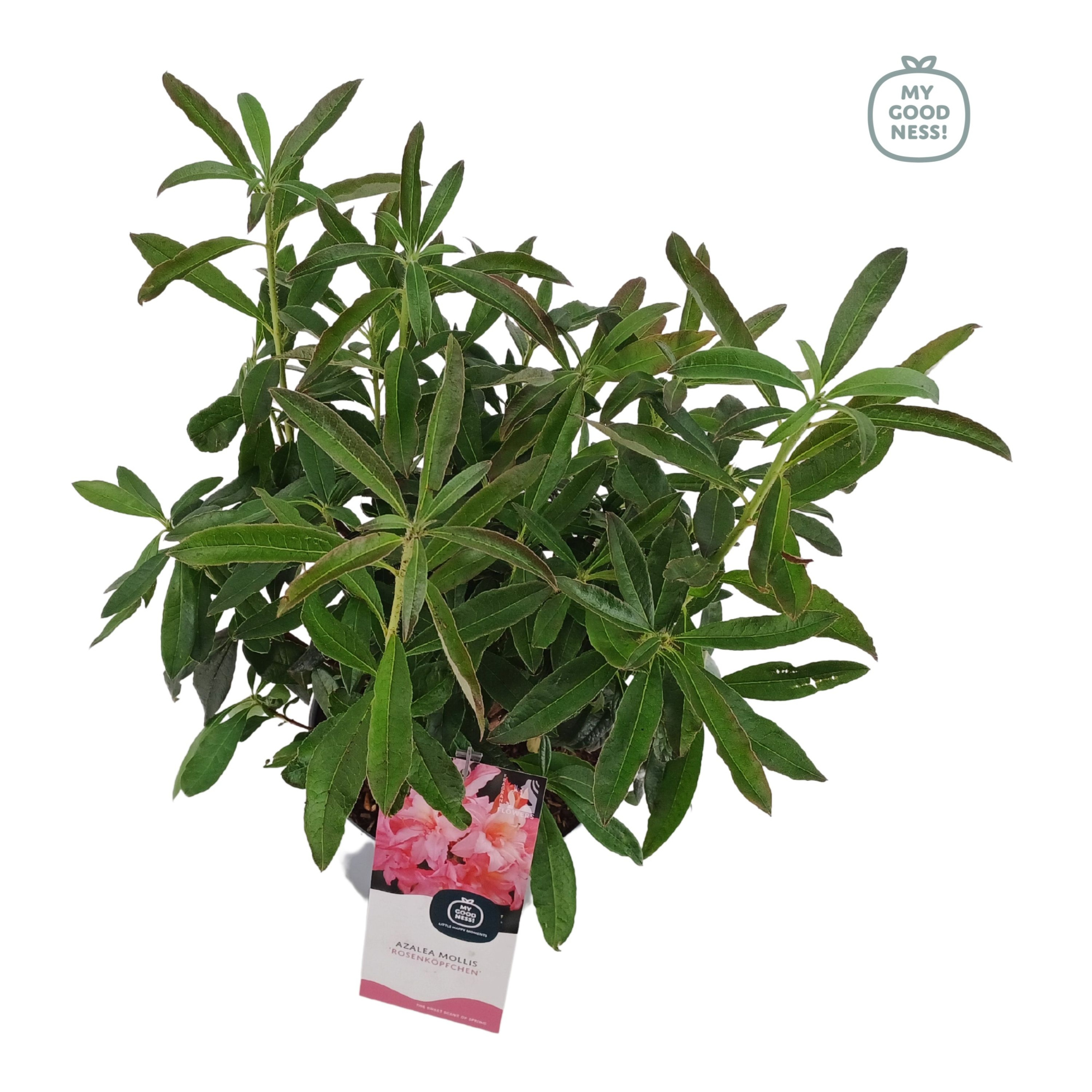 Azalea Mollis 40 /C5 'Rosenkopfchen', D 23 cm