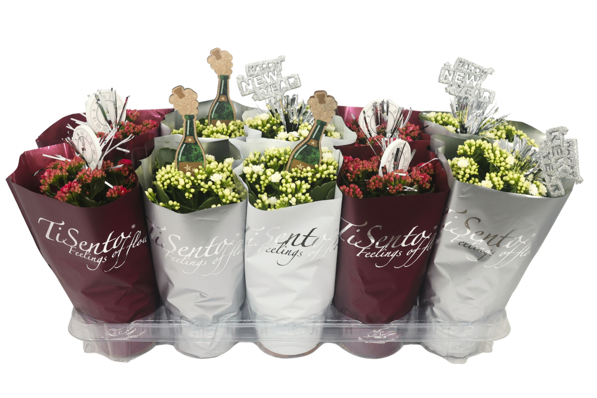 Calandiva 12 cm New year's mix+ steker, D 12