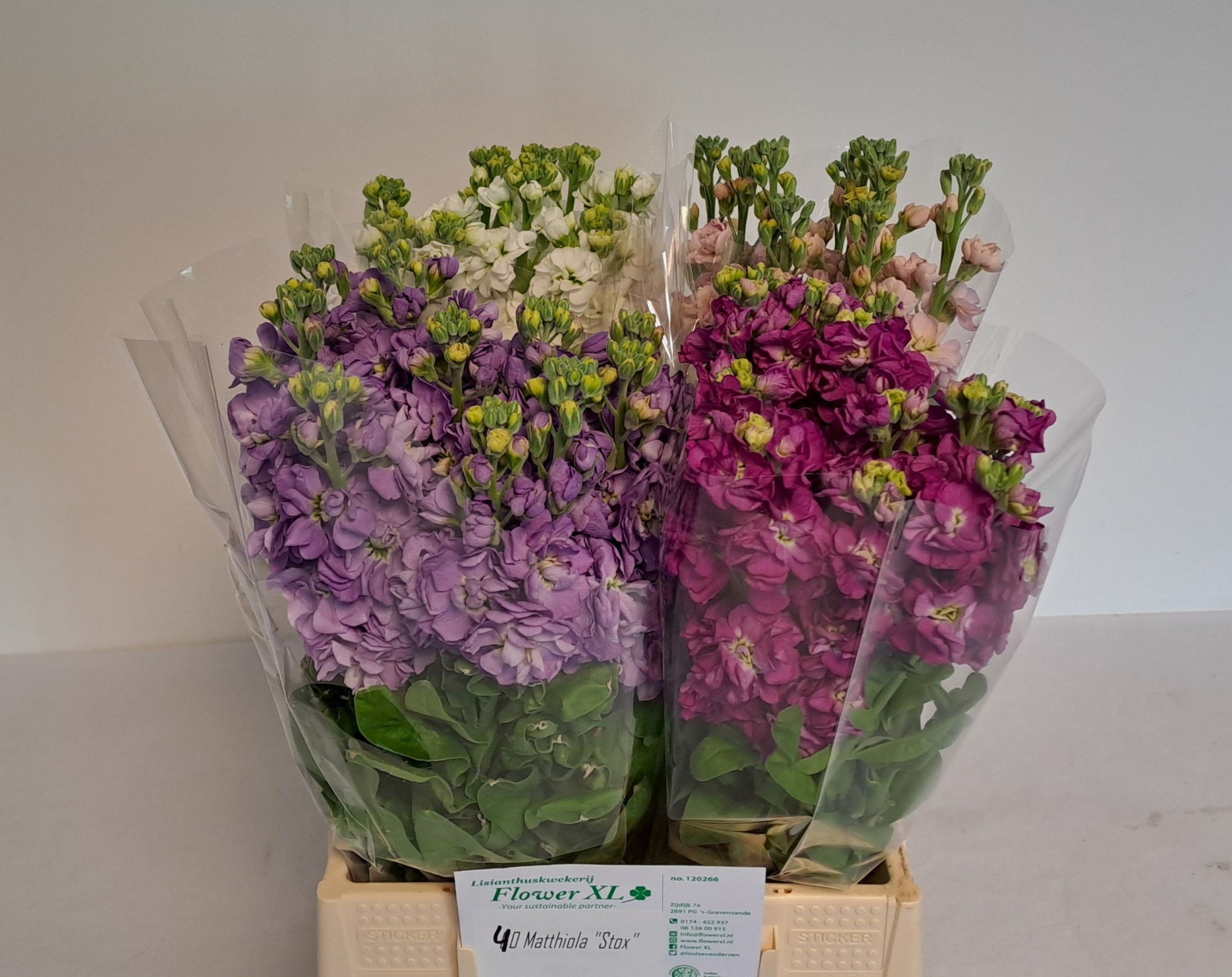 Маттиола од. Стокс Микс 45, шт.