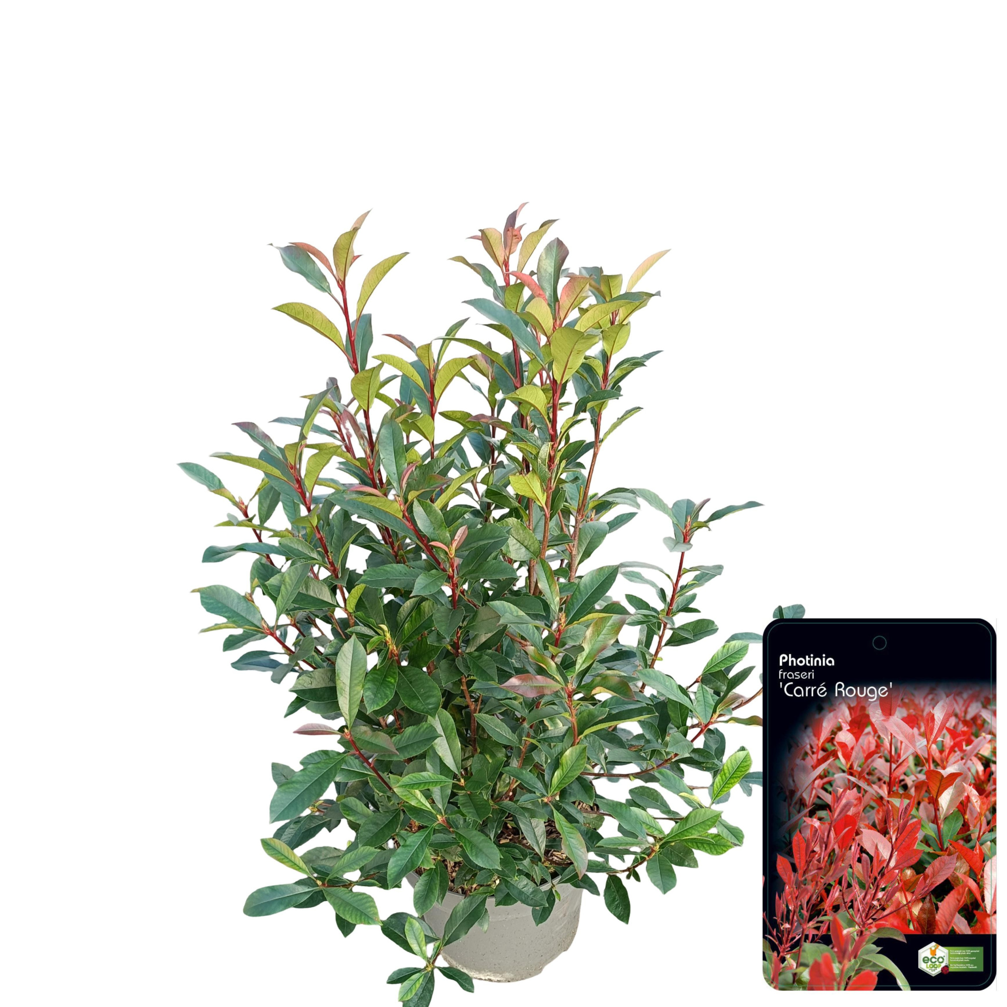 Photinia fraseri 'Carré Rouge' C10, D 28