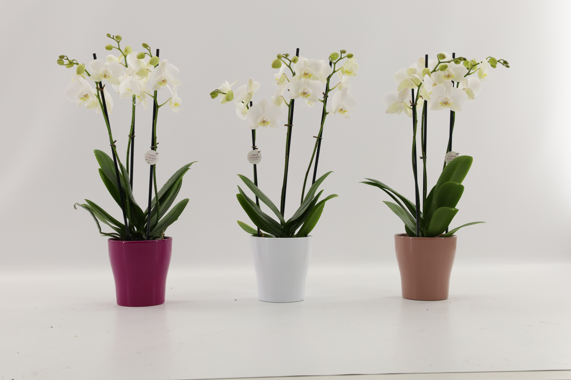 Inverness 3 tak | FS | Anna Bolgheri, D 12 cm