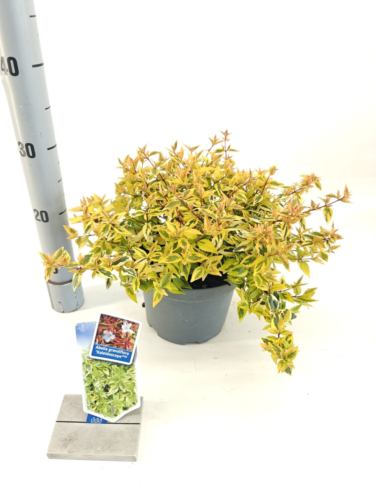 Abelia 'Kaleidoscope’ PBR, D 19 cm