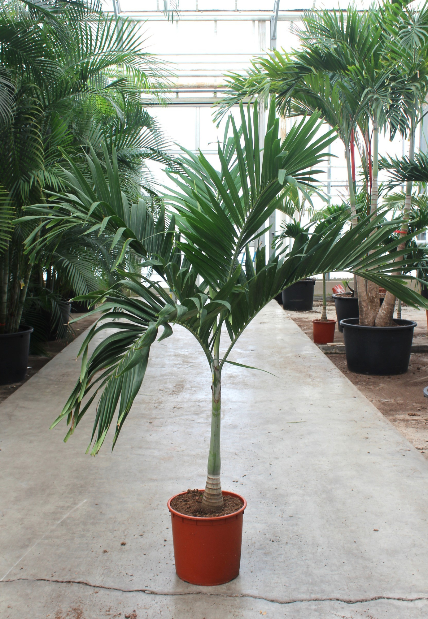 Veitchia merrillii, D 34 cm