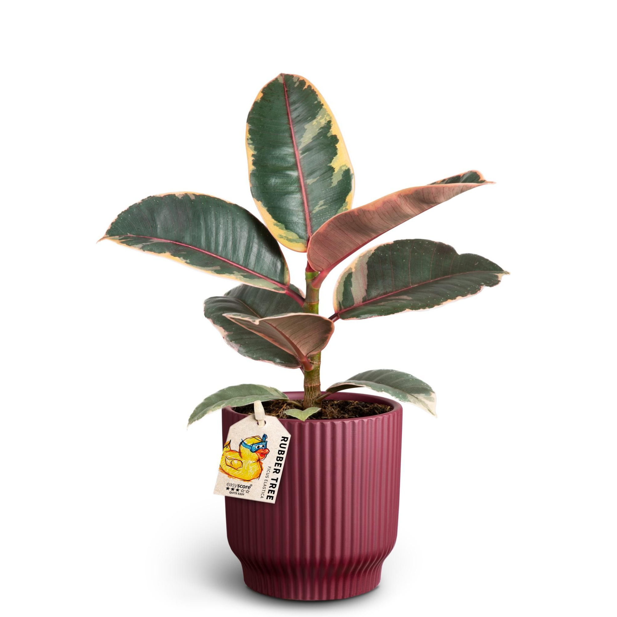Nordic Aubergine, Ficus elastica ´Belize´, D 10 cm