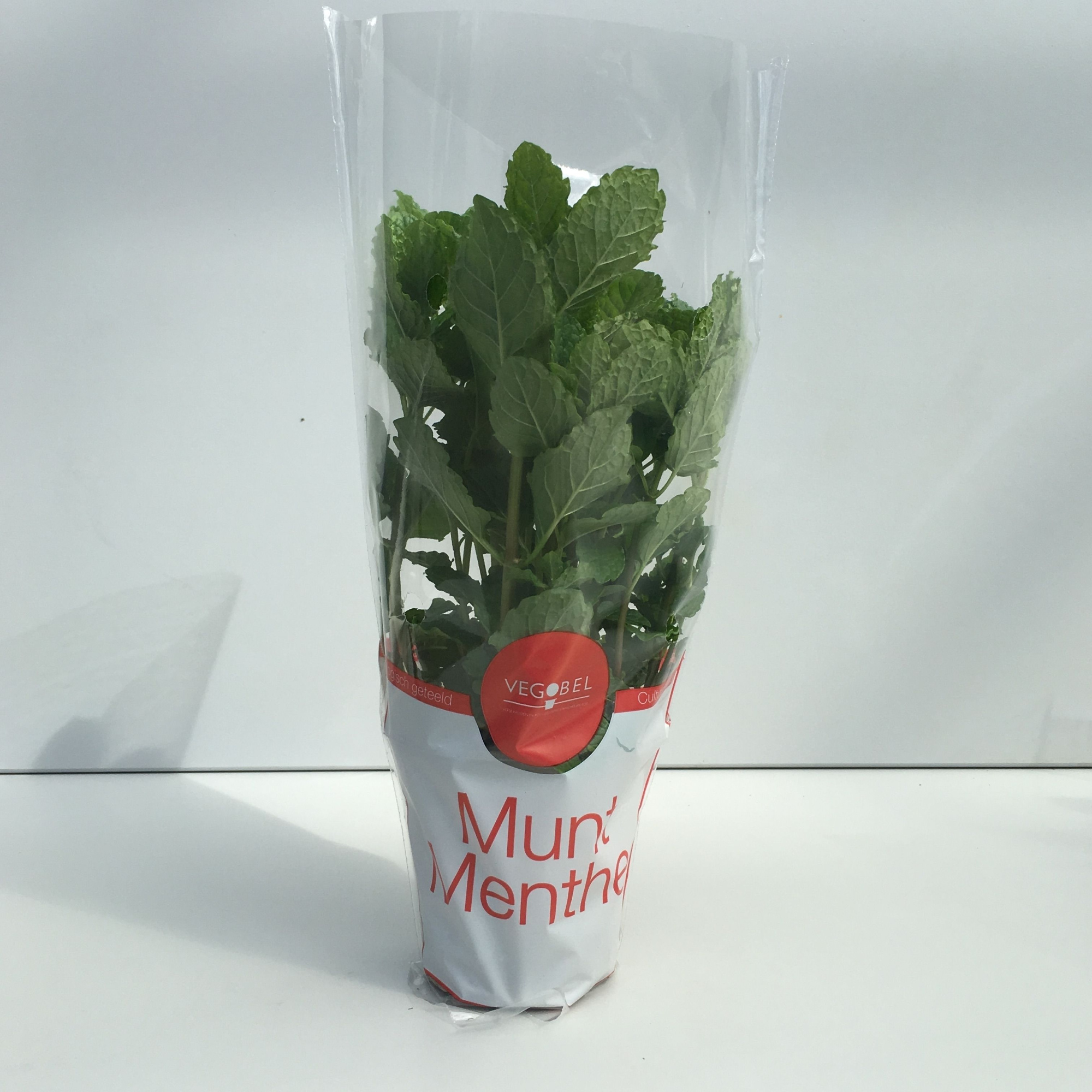 Munt Marokkaanse P9, D 9 cm