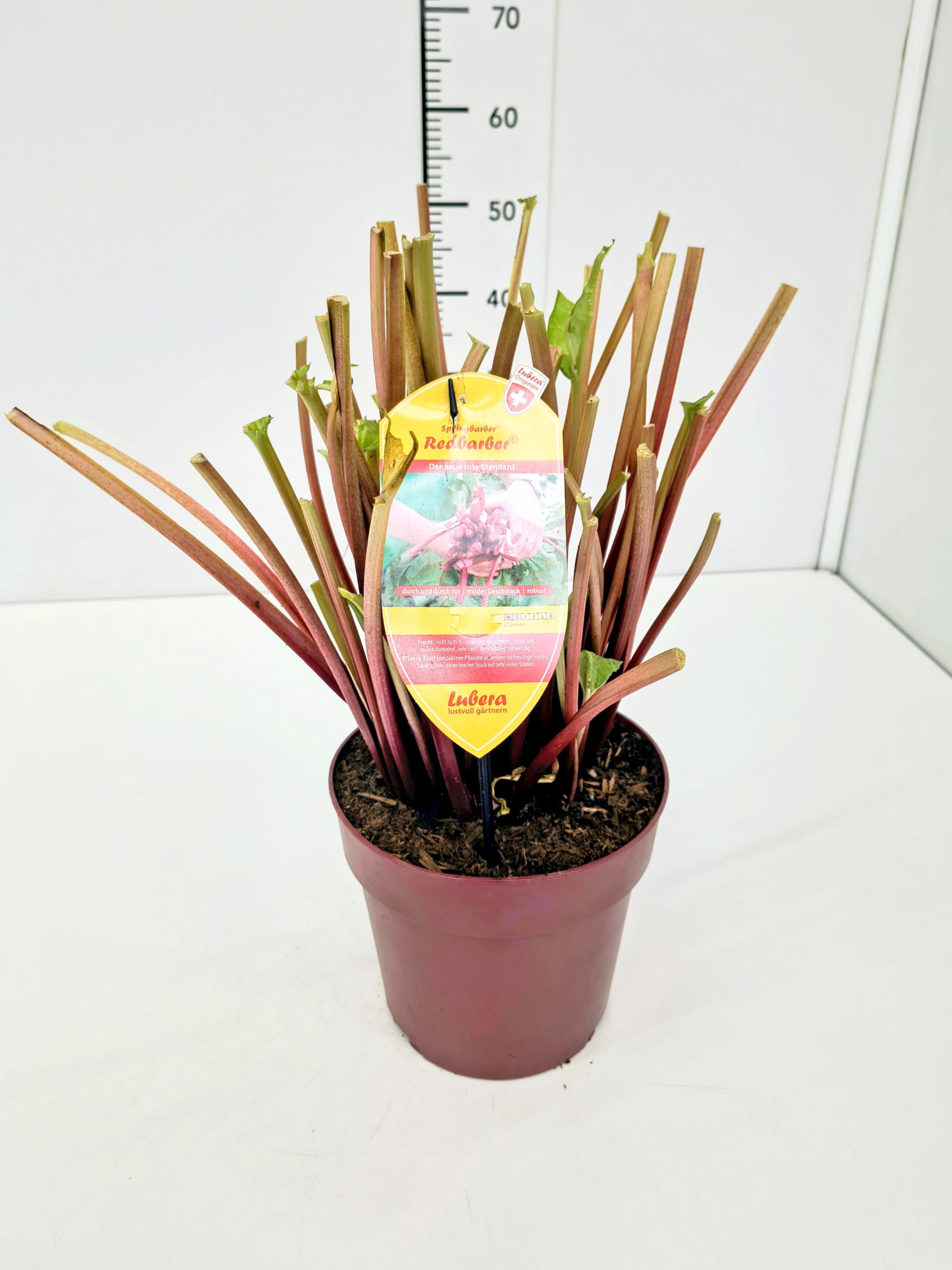 Rheum rh. Redbarber® 'SpringBarber' C6, D 24 cm