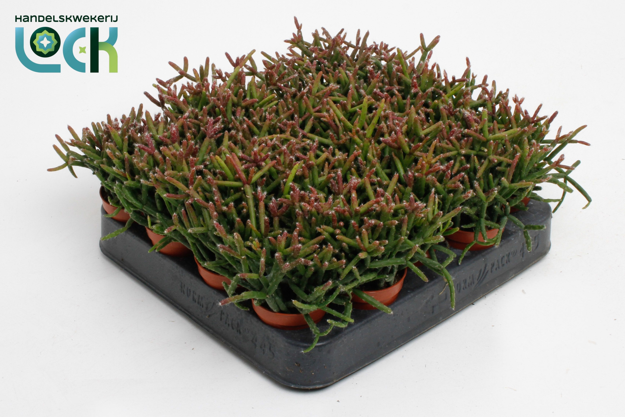 Rhipsalis Burchellii, D 5,5 cm