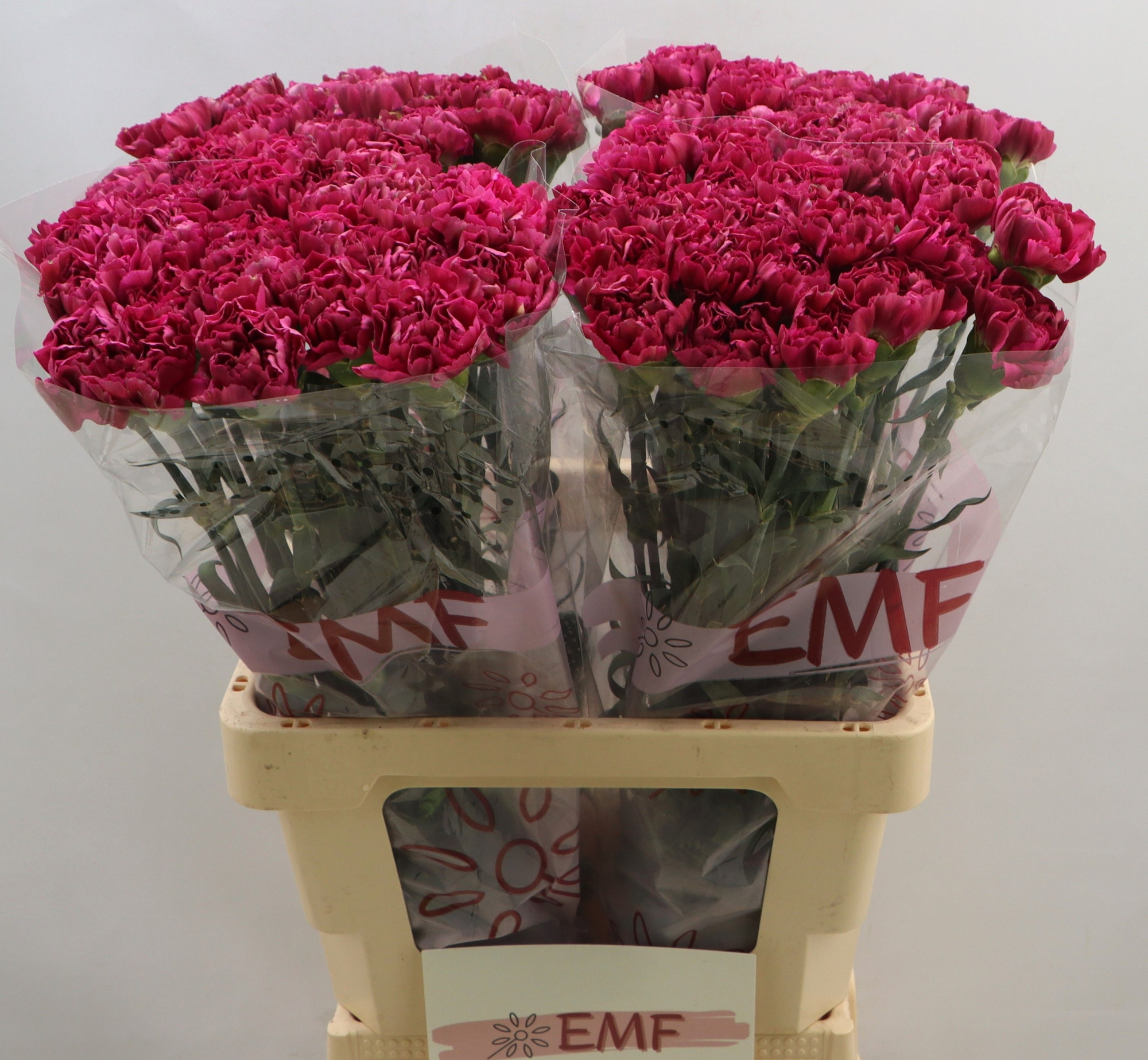 Диантус од. Мисс Бьютифул, шт.