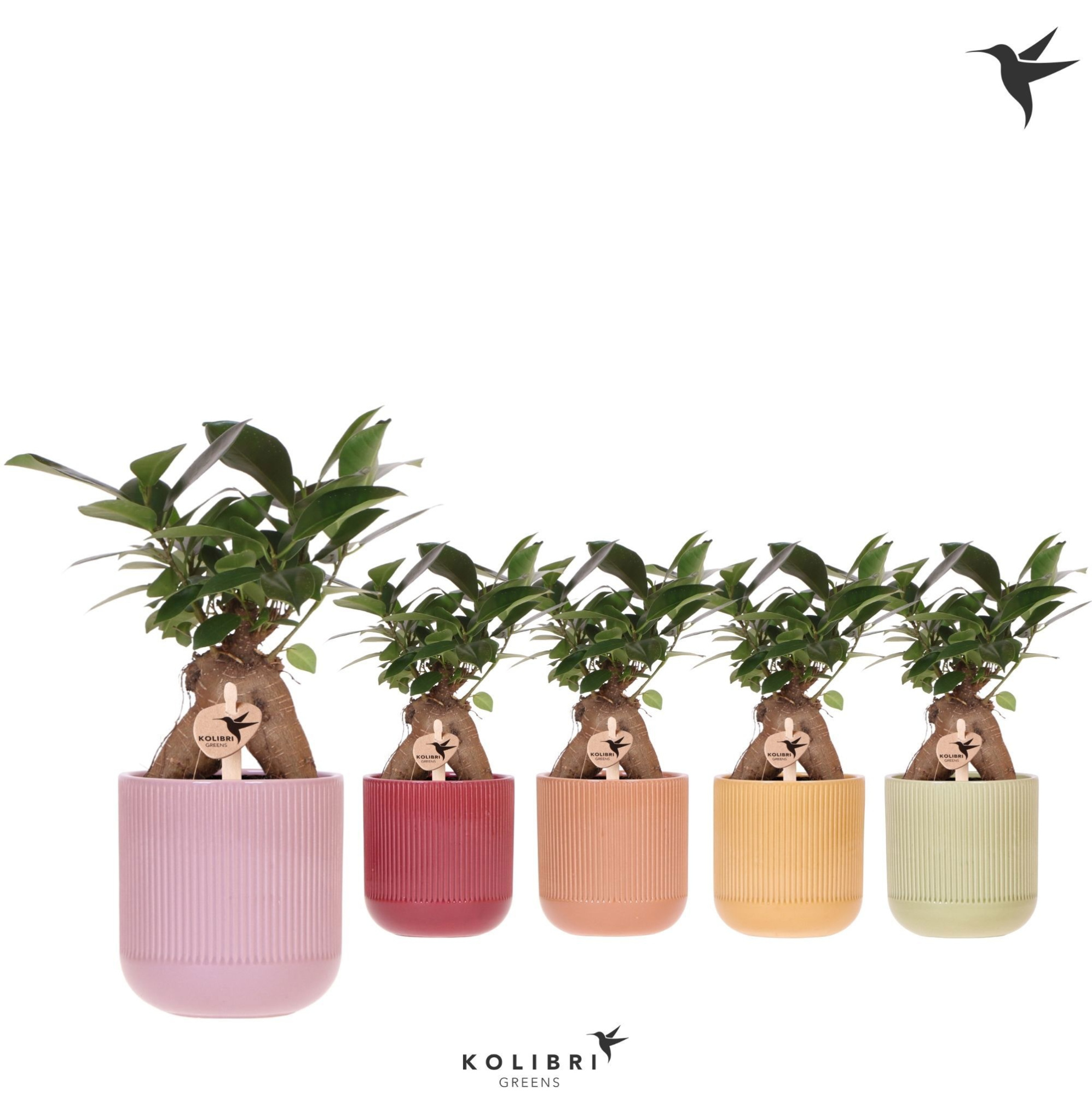 Kolibri Greens Ficus Ginseng Retusa in Flare pot mix, D 9 cm