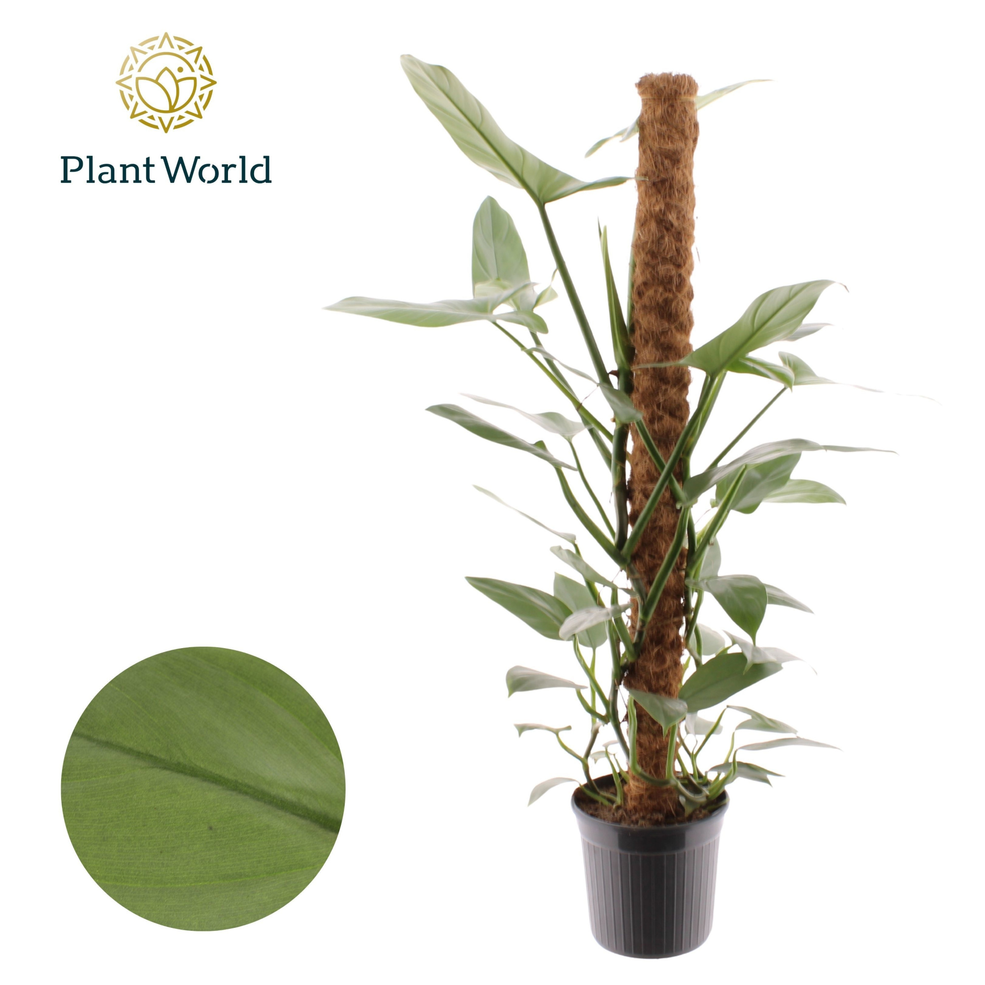 Philodendron Silver Sword Mosstok 100 cm, D 20