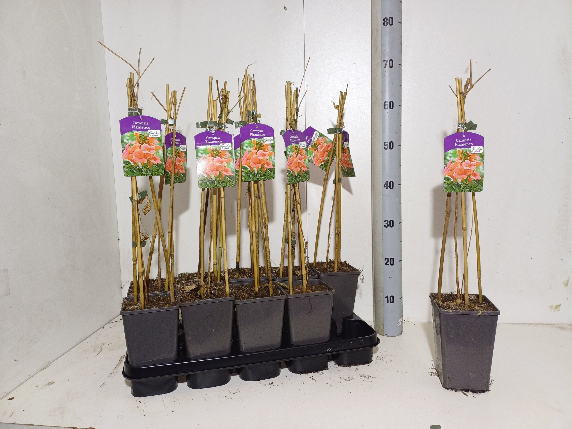 Campsis flamenco, D 12