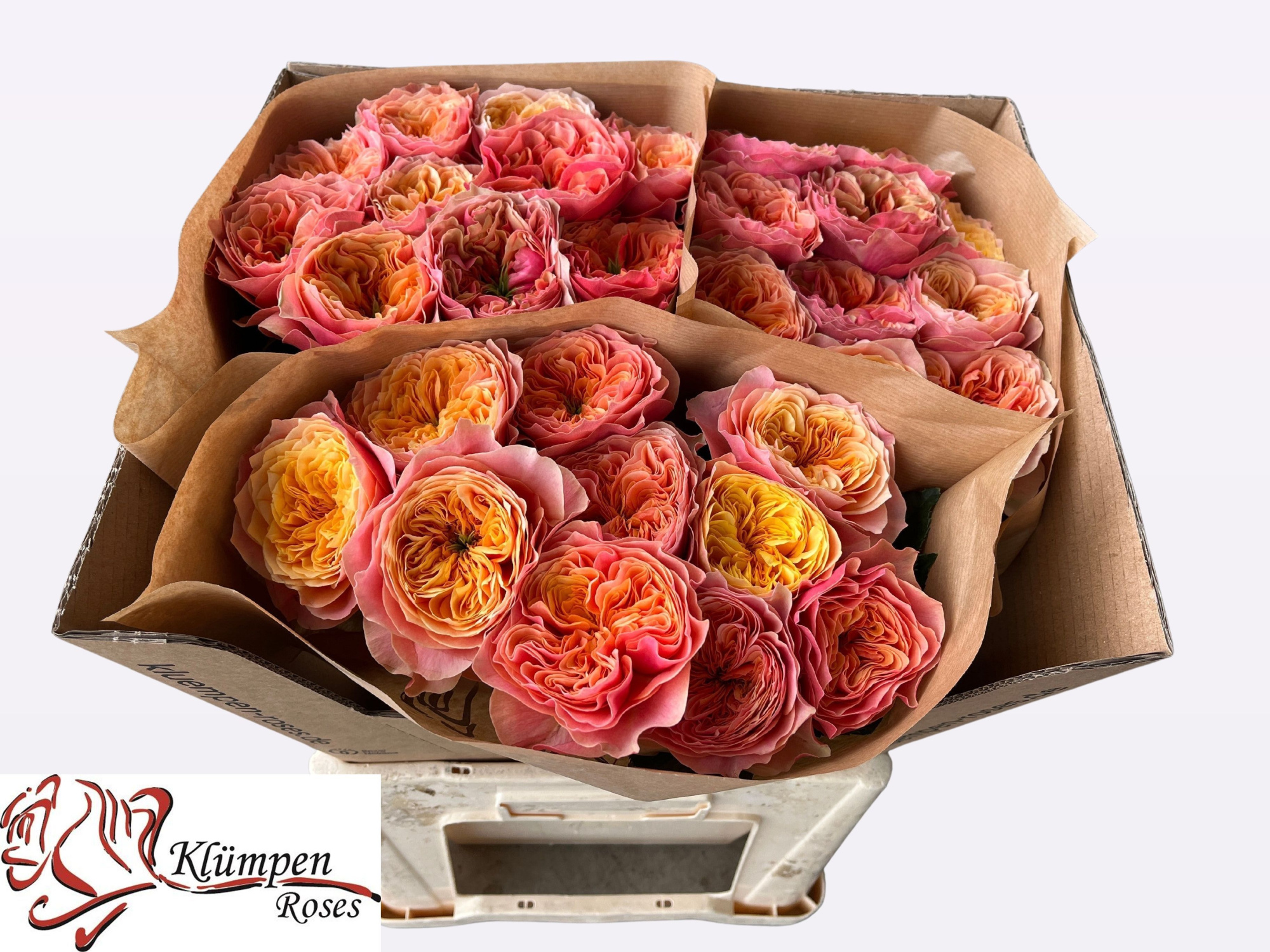 Роза од. Кинсингтон Гарденс! 60, шт.