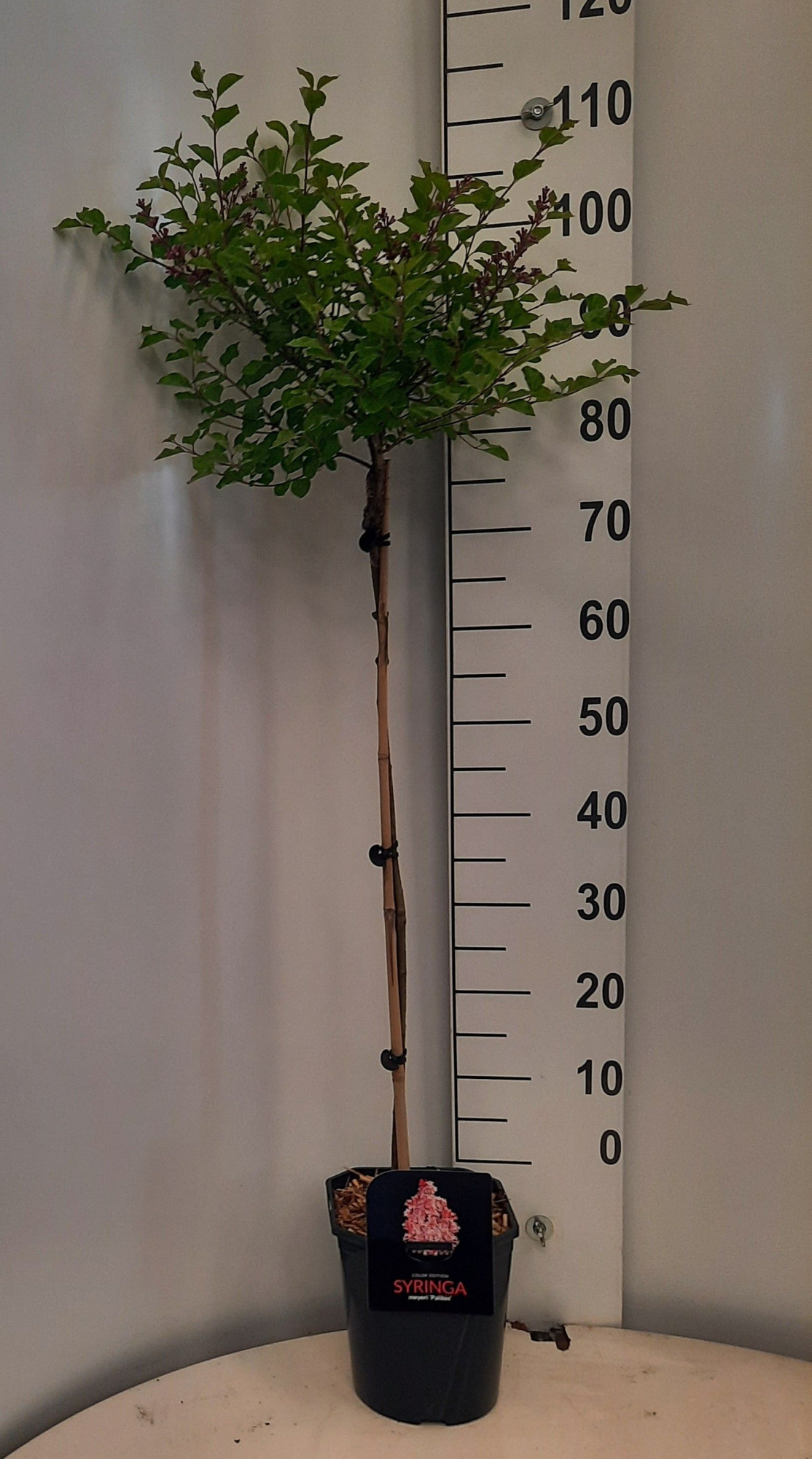 Syringa meyeri Palibin stam 80 2 jr.kr., D 21