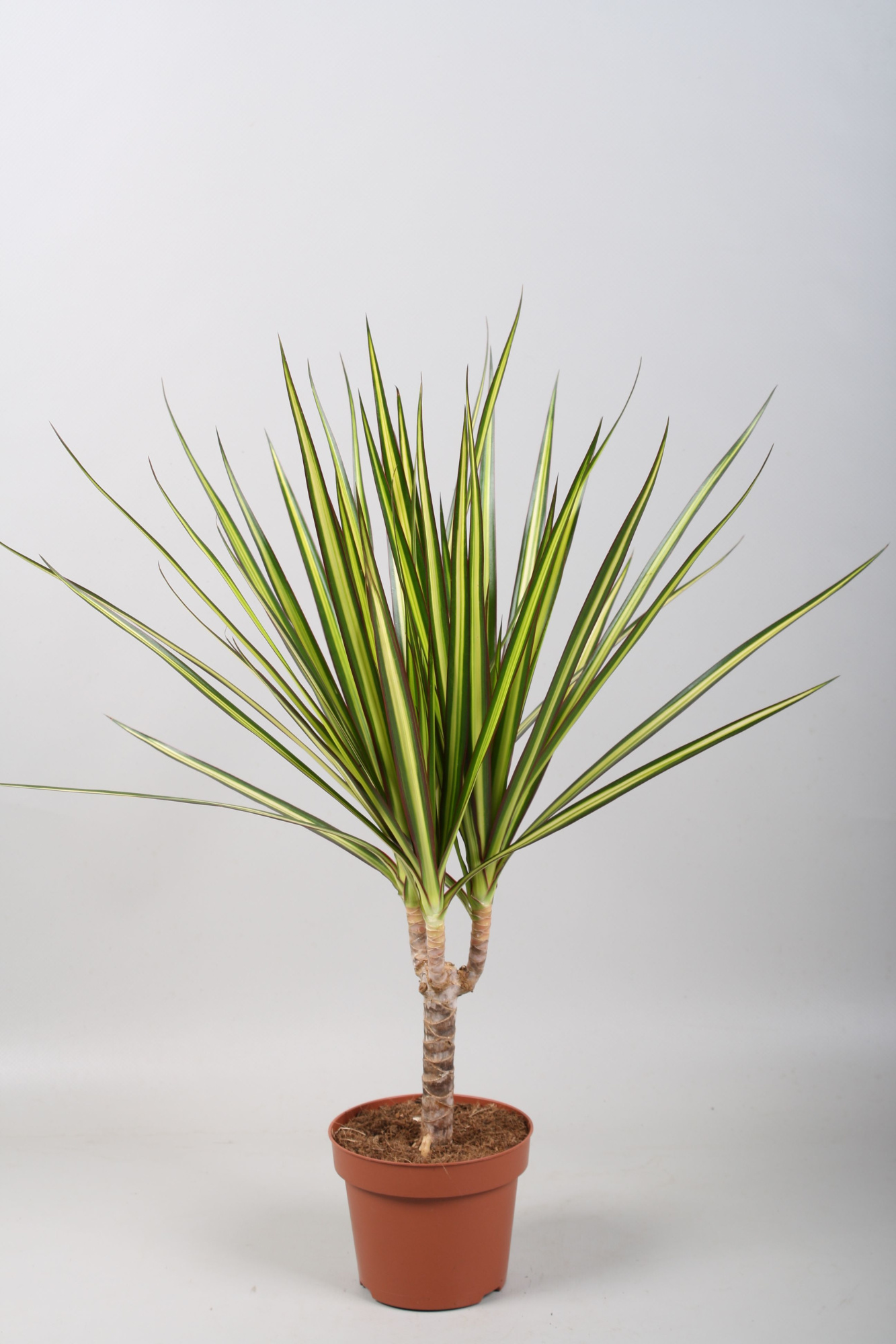 Dracaena Sunray enkele stam, D 12