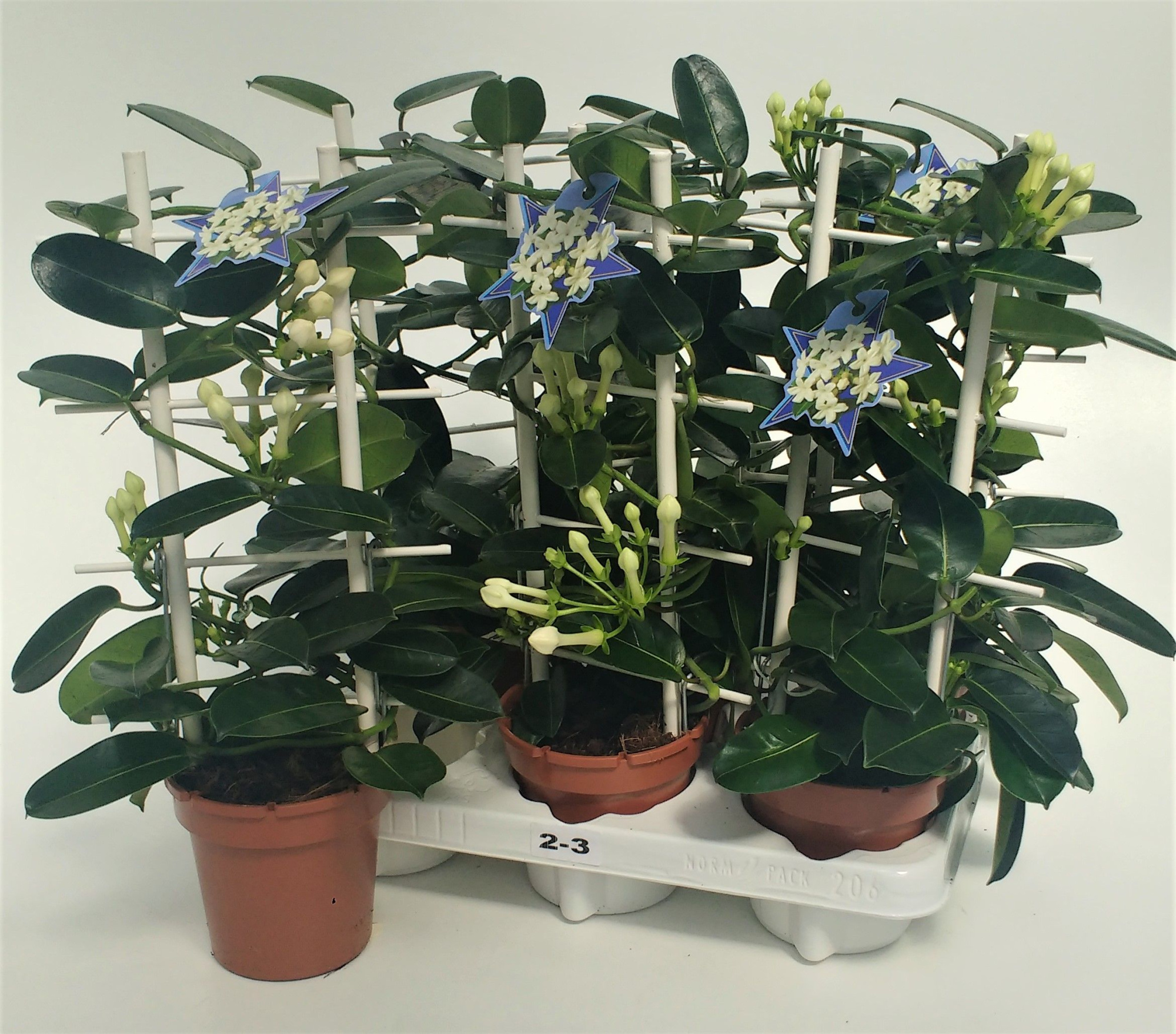 Steph. Romance 2-3, D 12 cm