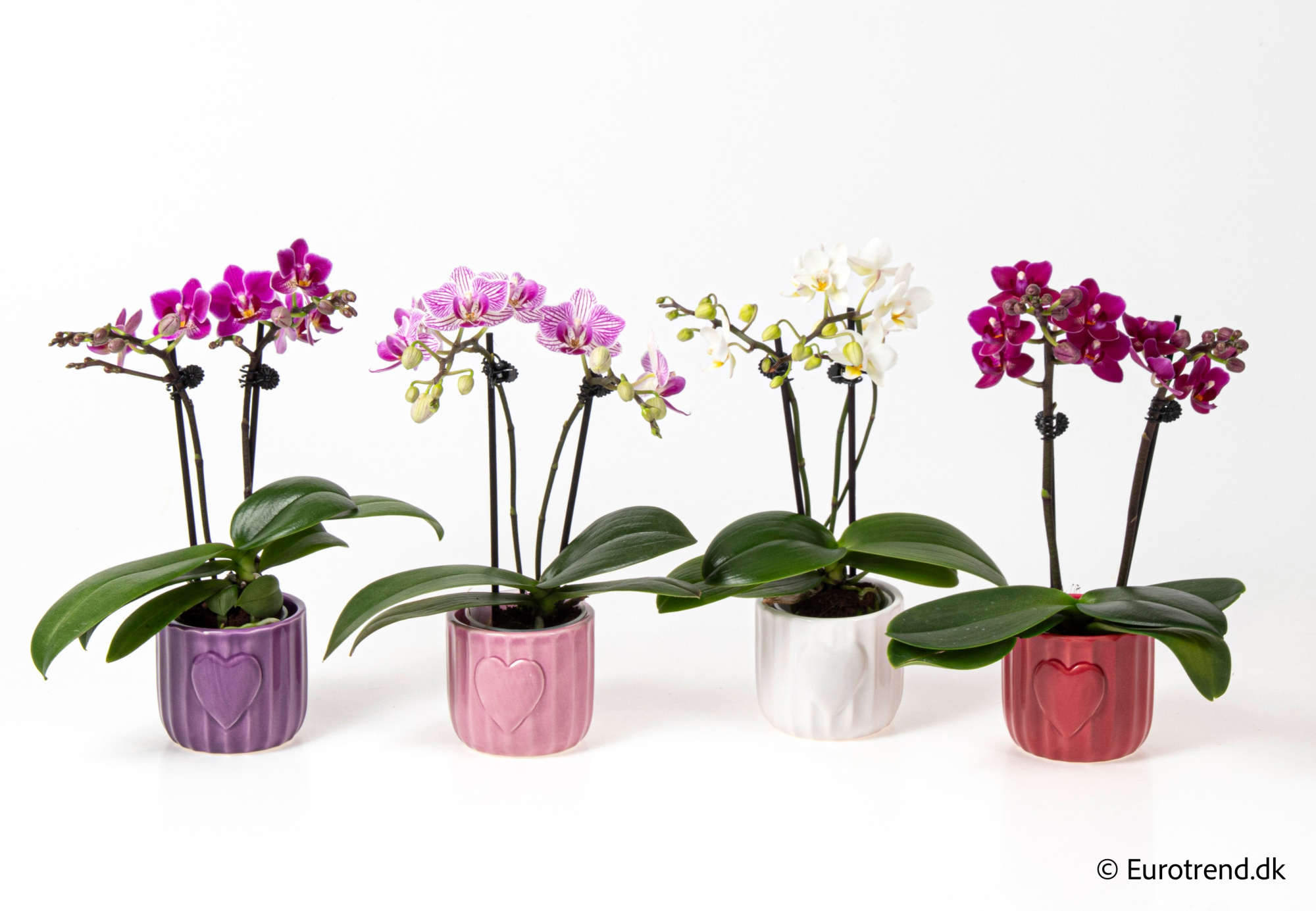 Phalaenopsis in Valentine ceramic 2026, D 6