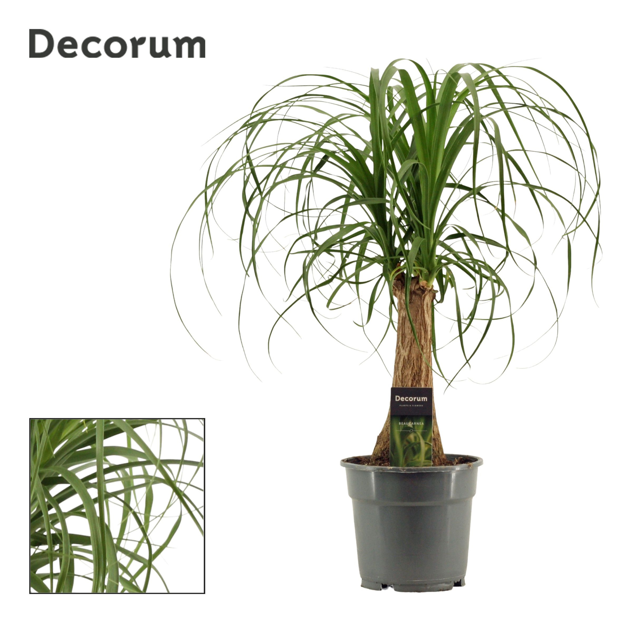 Beaucarnea recht 17 cm (Decorum), D 17 cm