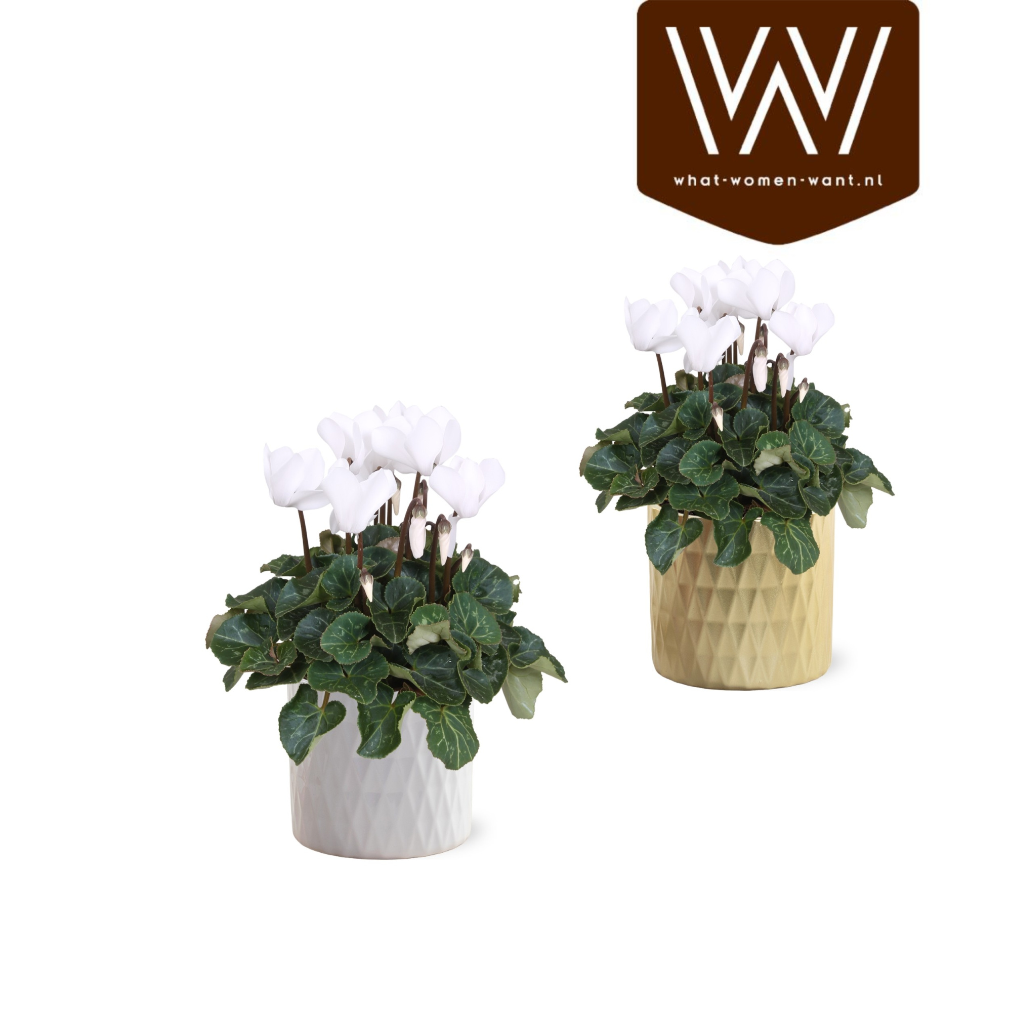 Collectie "Luxury World" Cyclamen wit in keramiek Paige, D 14 cm