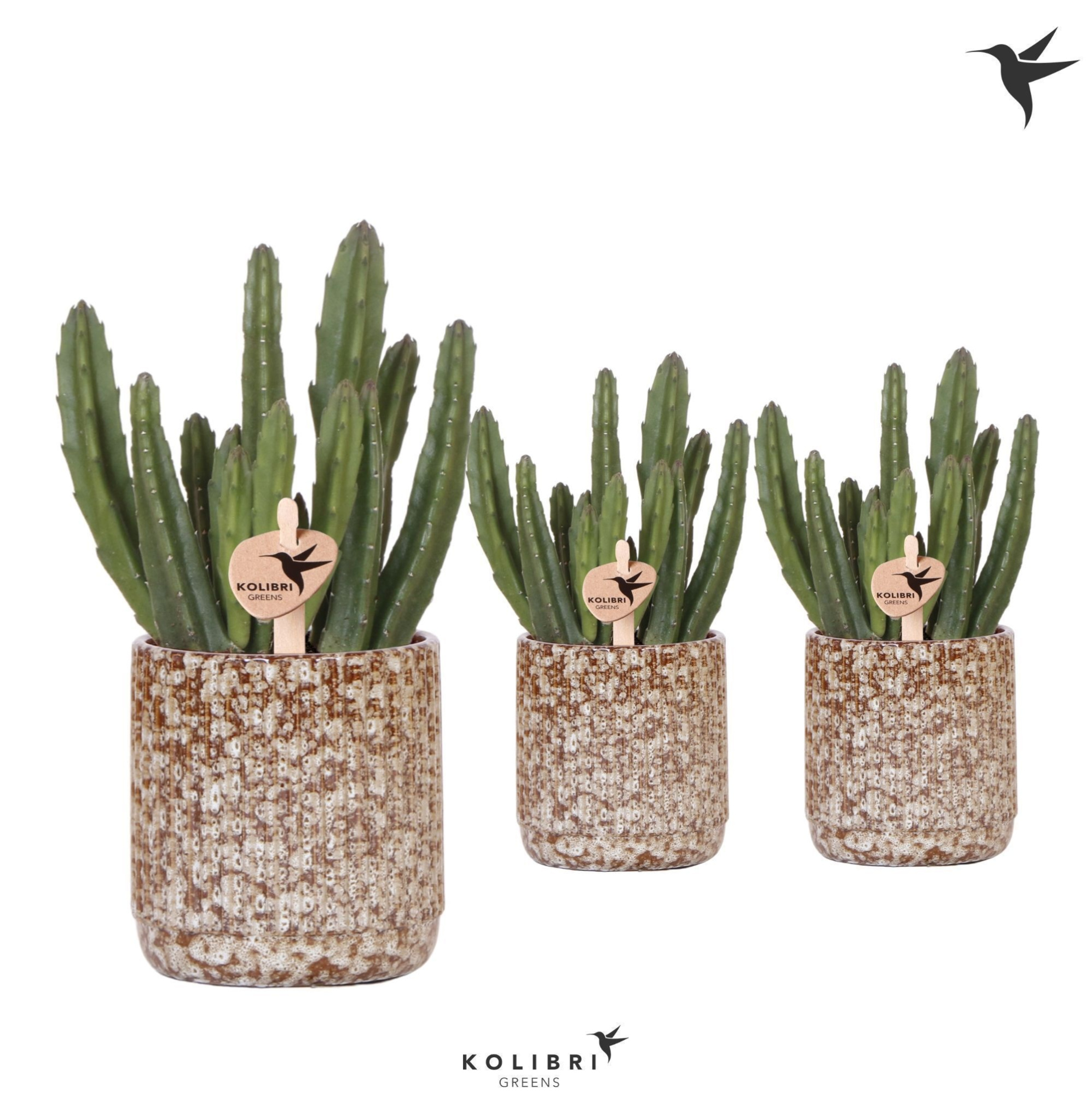 Kolibri Greens Stapelia Leendertziae in Jaguar pot, D 9