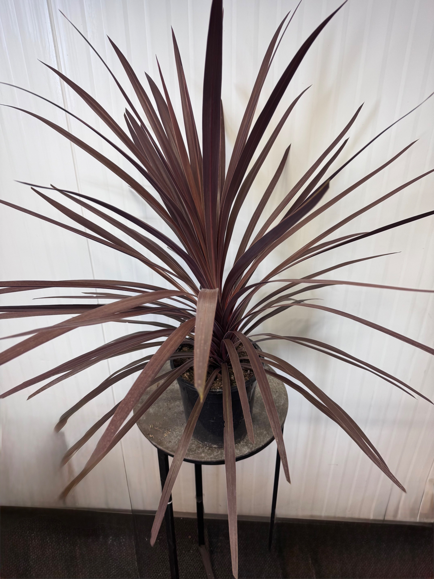 Cordyline "Red Star", D 24 cm