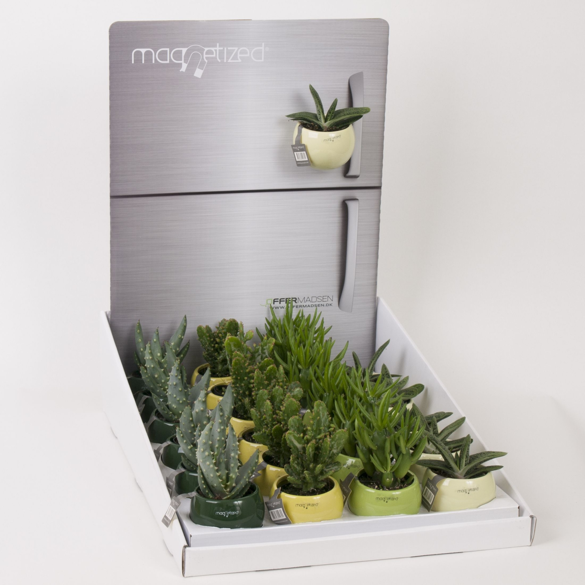 Magnetized Green mix in Display, D 6 cm