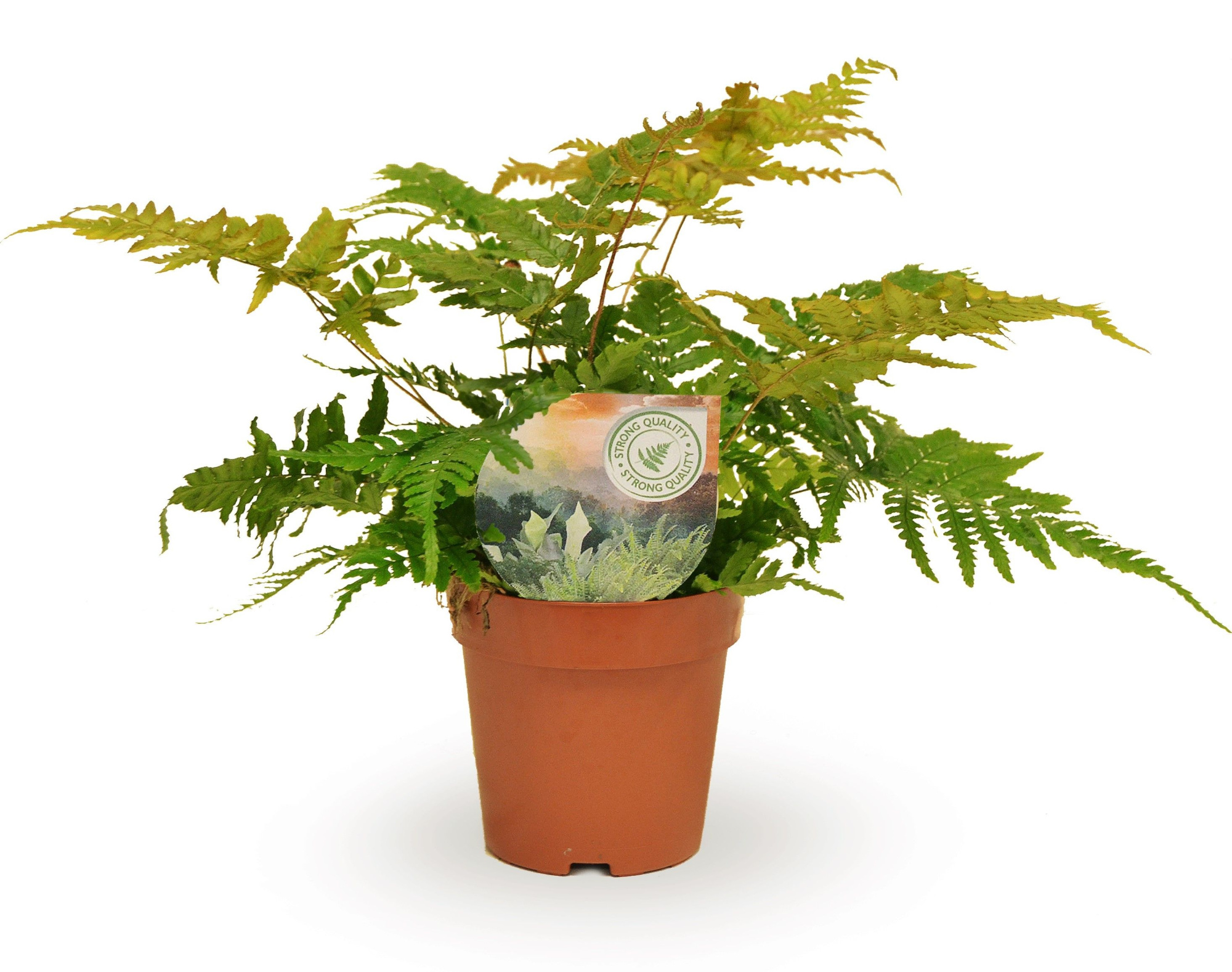 Dryopteris erythrosora, D 12 cm