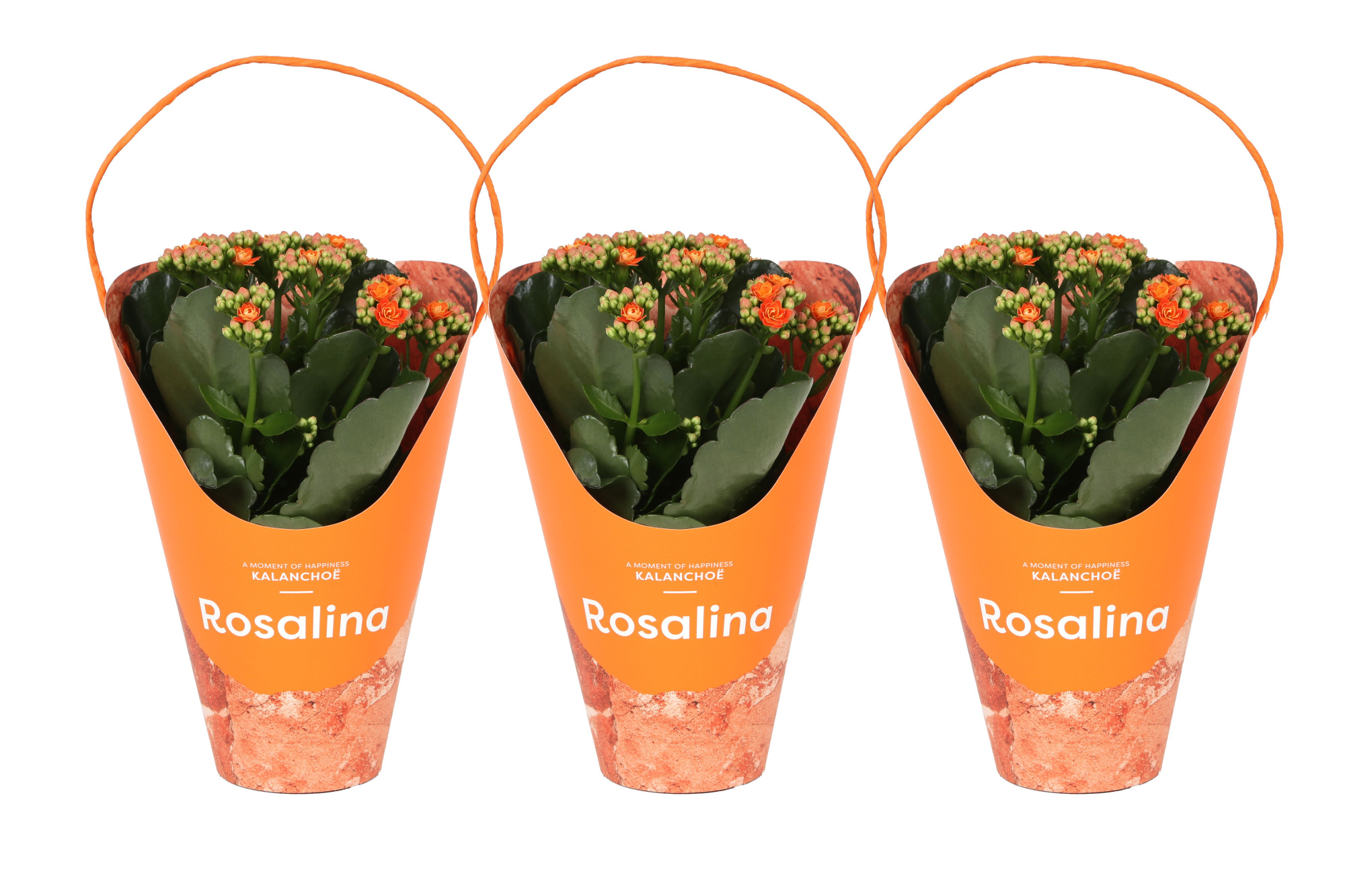 KP-858.1 OR - Kalanchoe Rosalina Oranje 12cm oranje Giftskoker, D 12 cm
