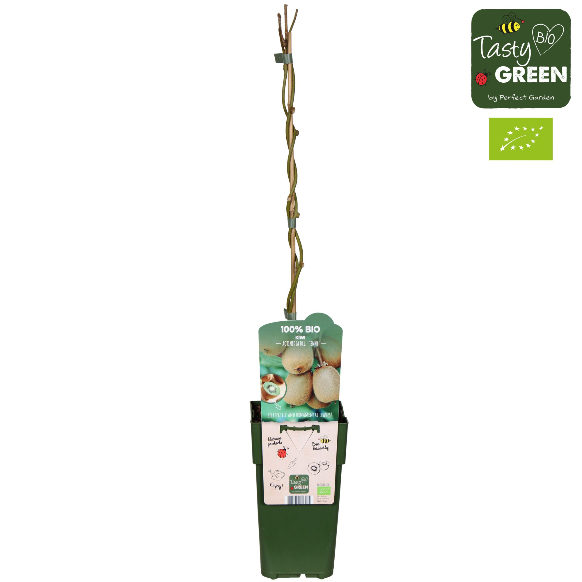 Actinidia deliciosa 'Jenny' Bio P15, D 15