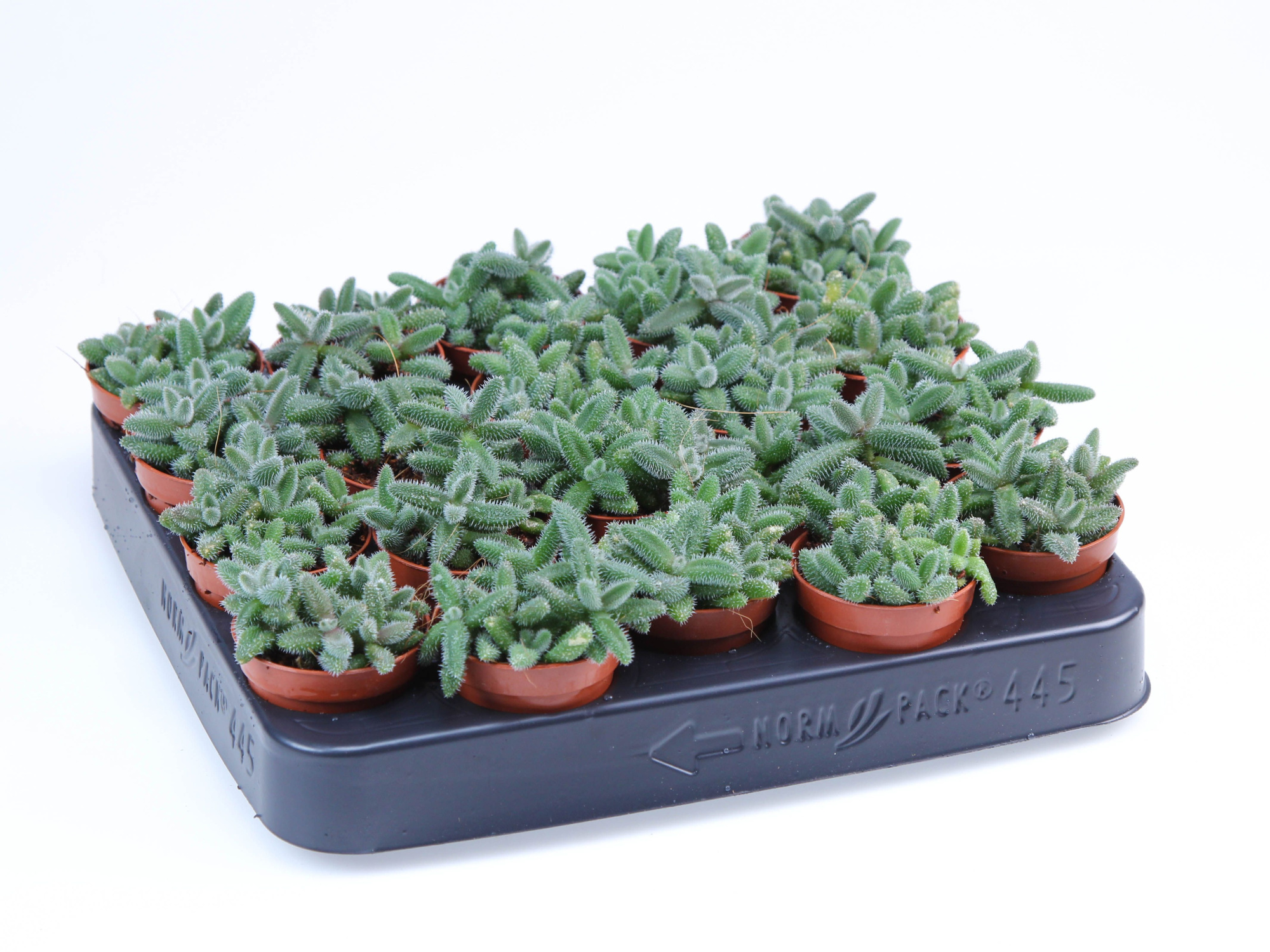 Delosperma Echinatum, D 5,5