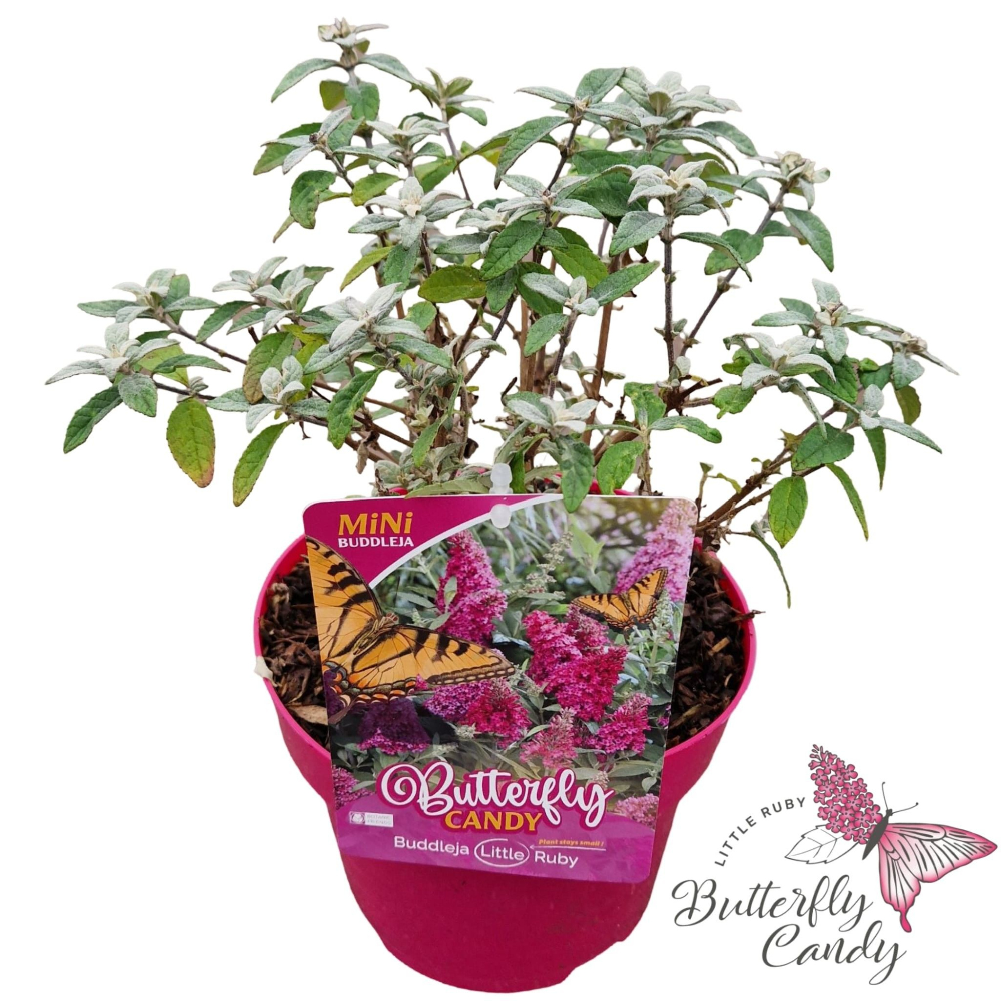 Buddleja d. 'Little Butterfly Candy Ruby' ®, D 19 cm