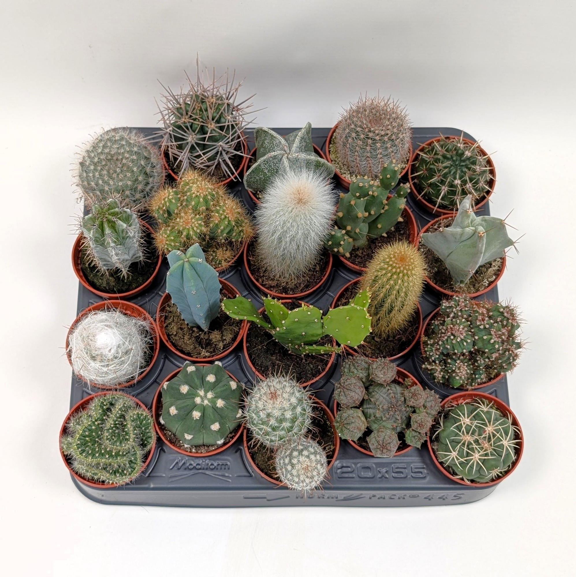 Cactus 5,5 cm mix, D 5,5 cm