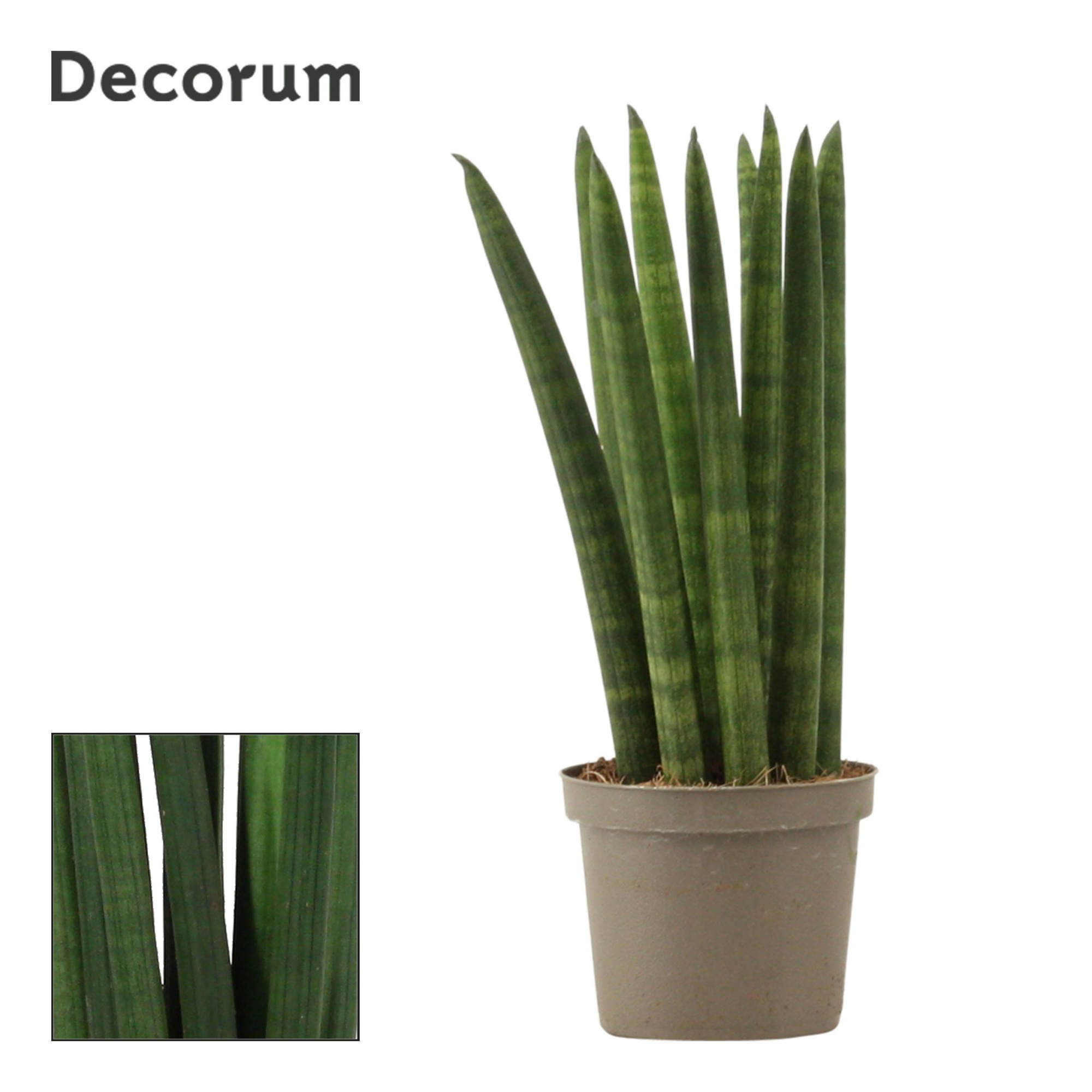 Sansevieria Cylindrica 9 cm Straight (Decorum), D 9 cm