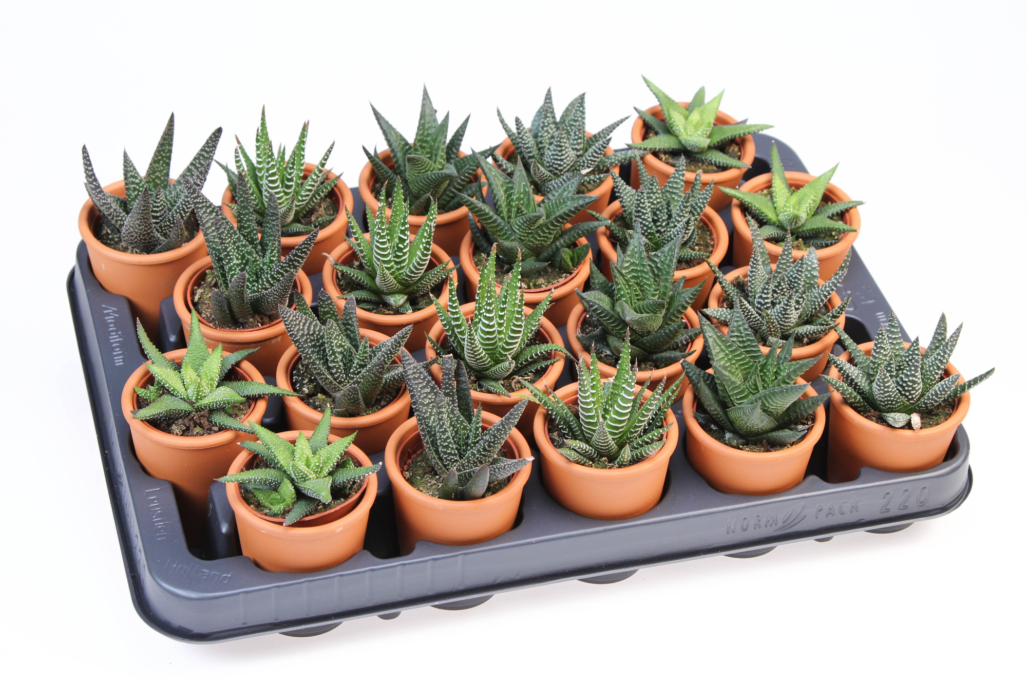 Haworthia mix in Rozenpot, D 5,5