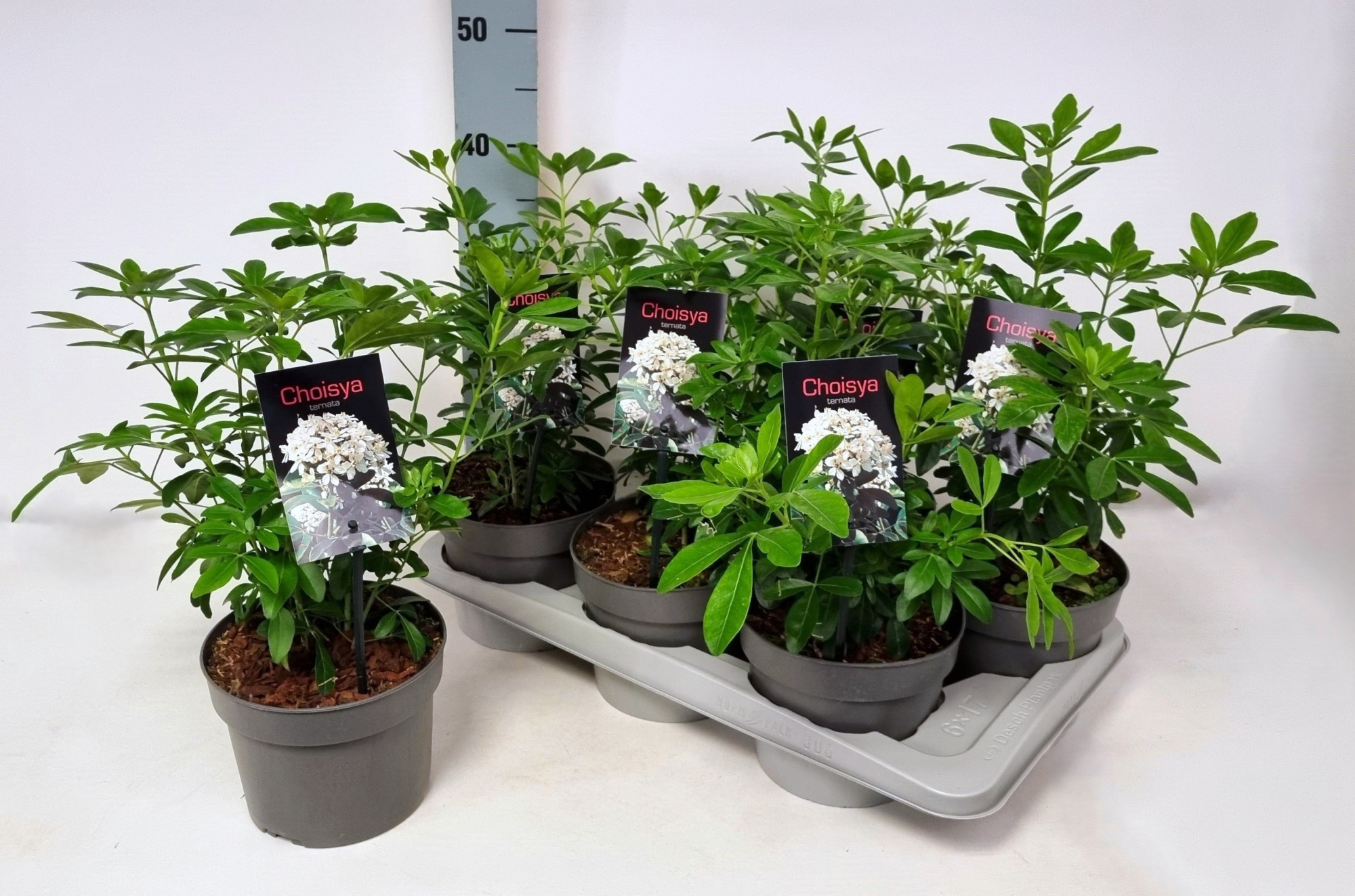 Choisya ternata P17, D 17