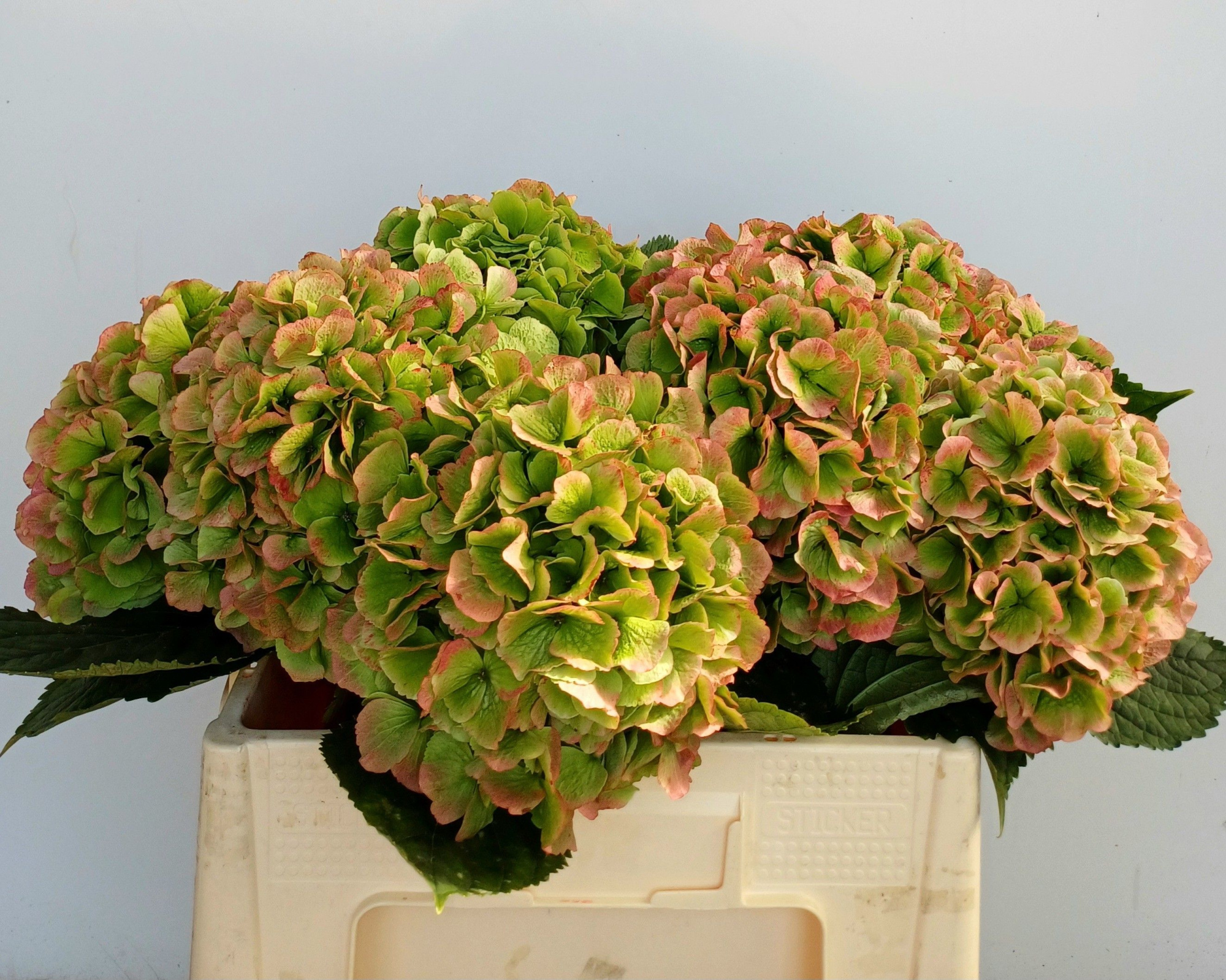 Гортензия Верена Классик 50, шт.